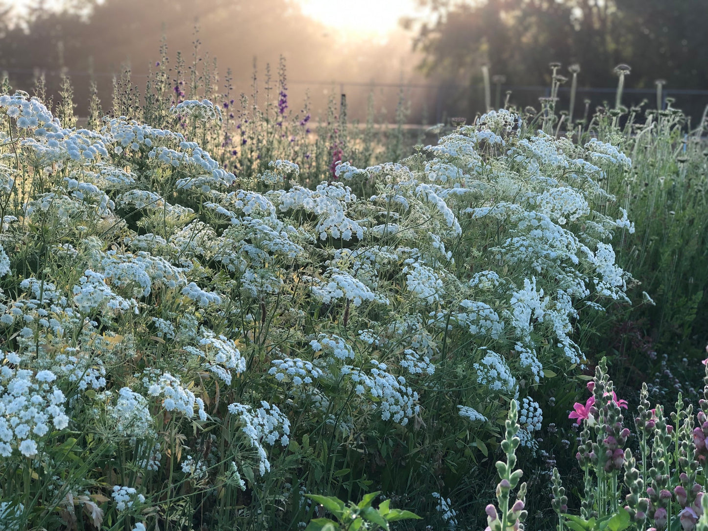 Queen Anne's Lace - Queen of Africa