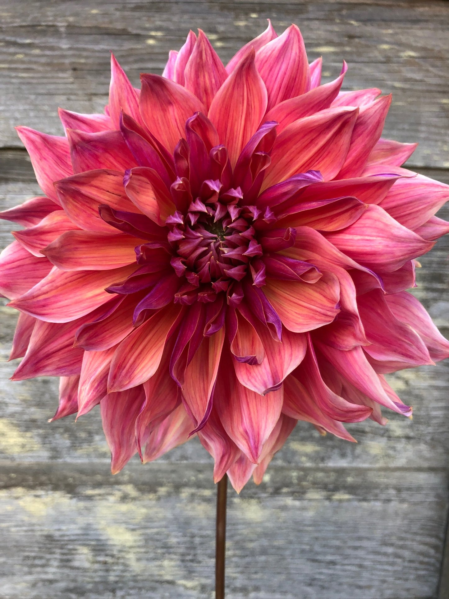Penhill Dark Monarch