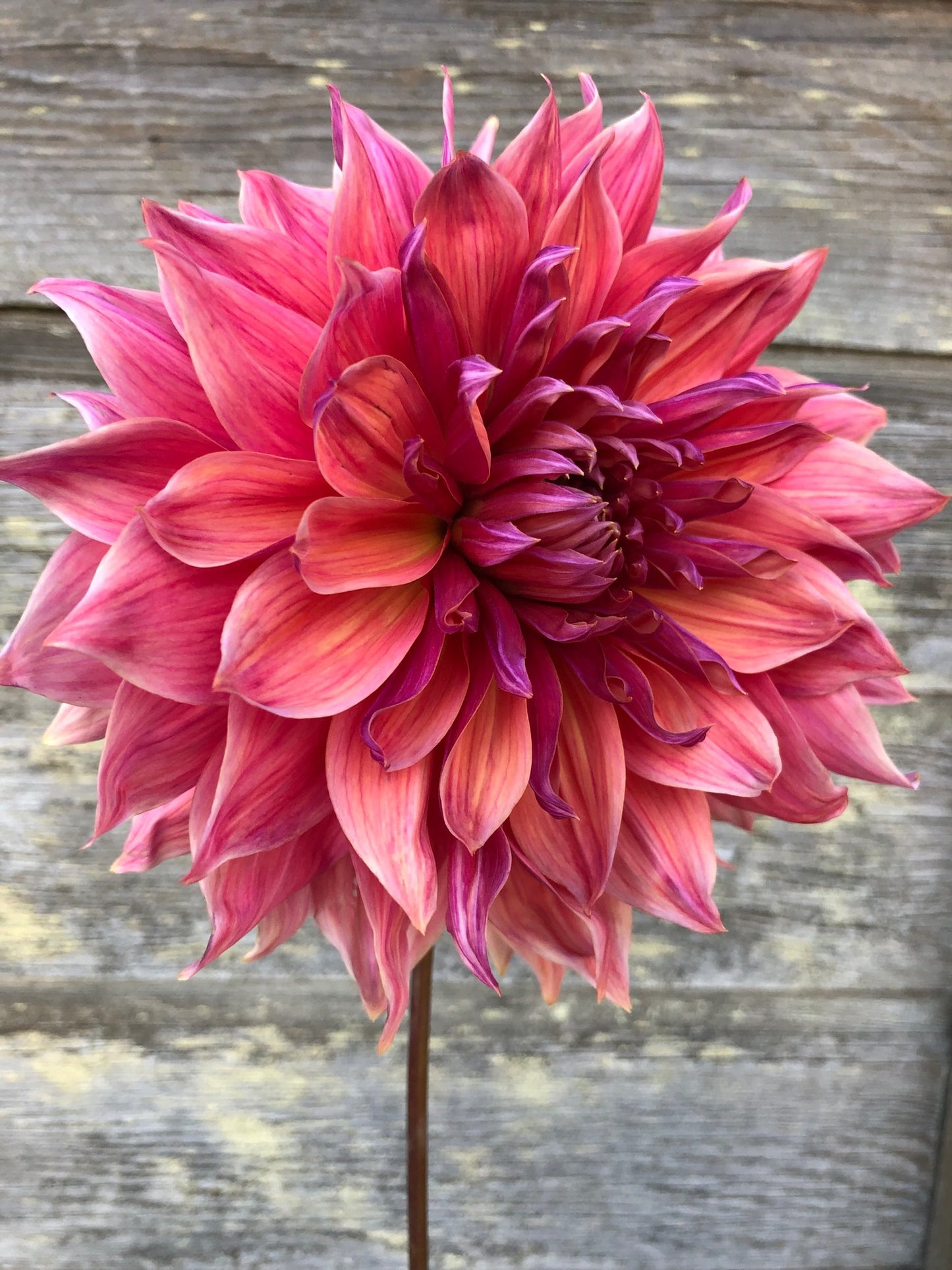 Penhill Dark Monarch