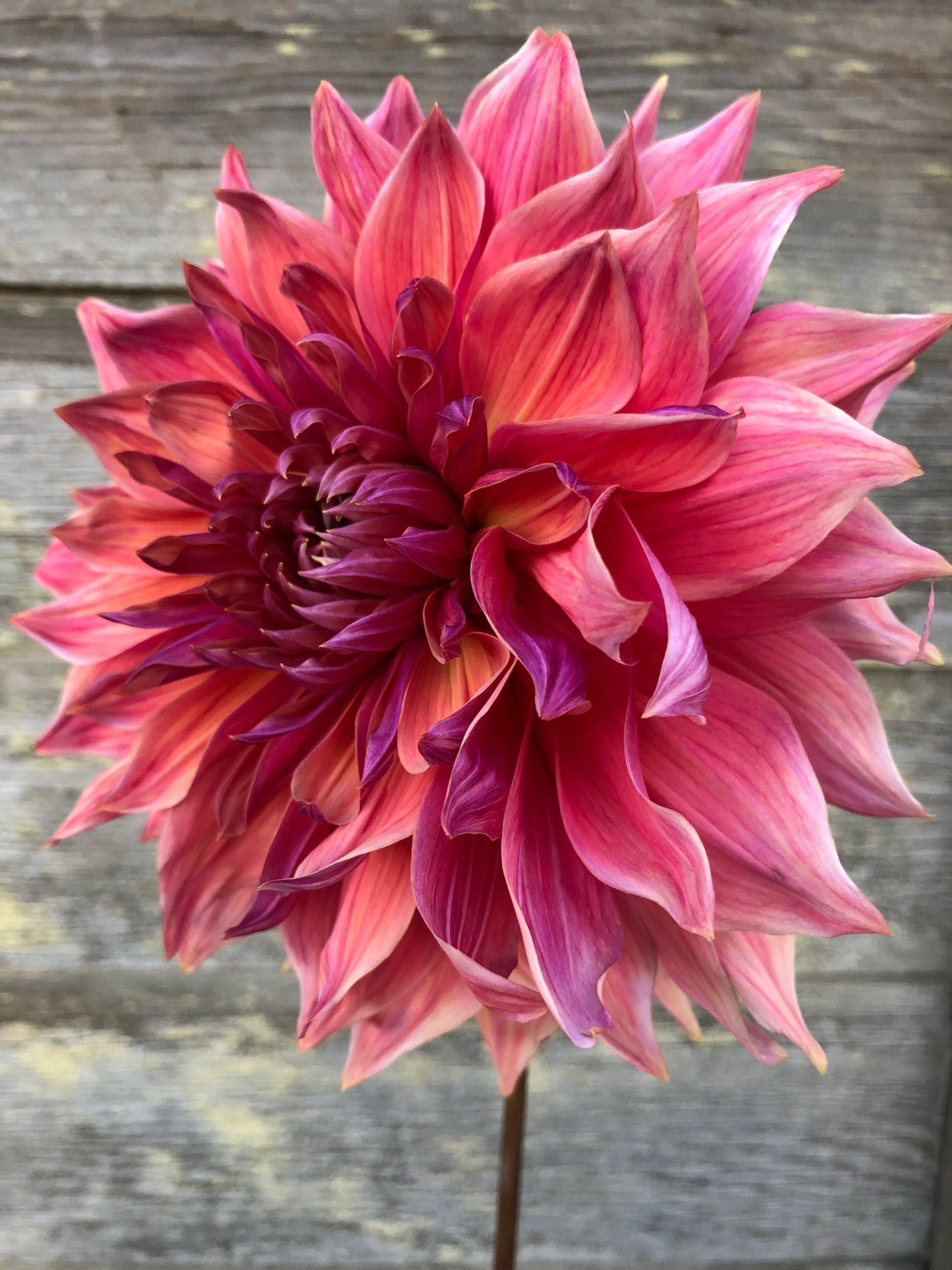 Penhill Dark Monarch