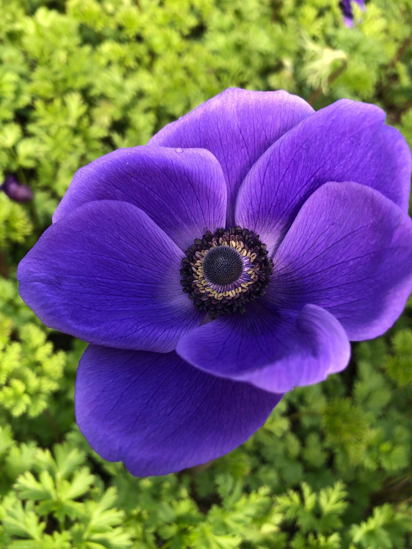 Anemone Blue