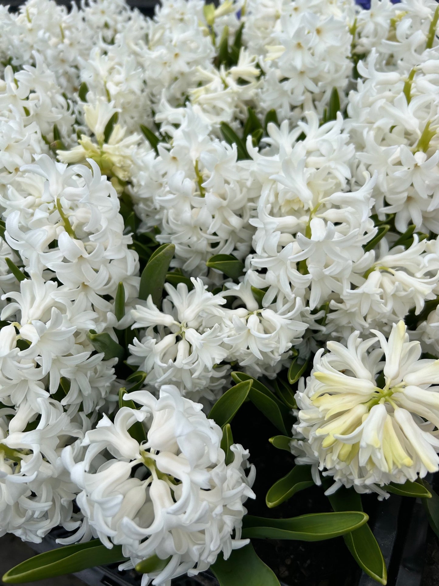 Hyacinth - Carnegie