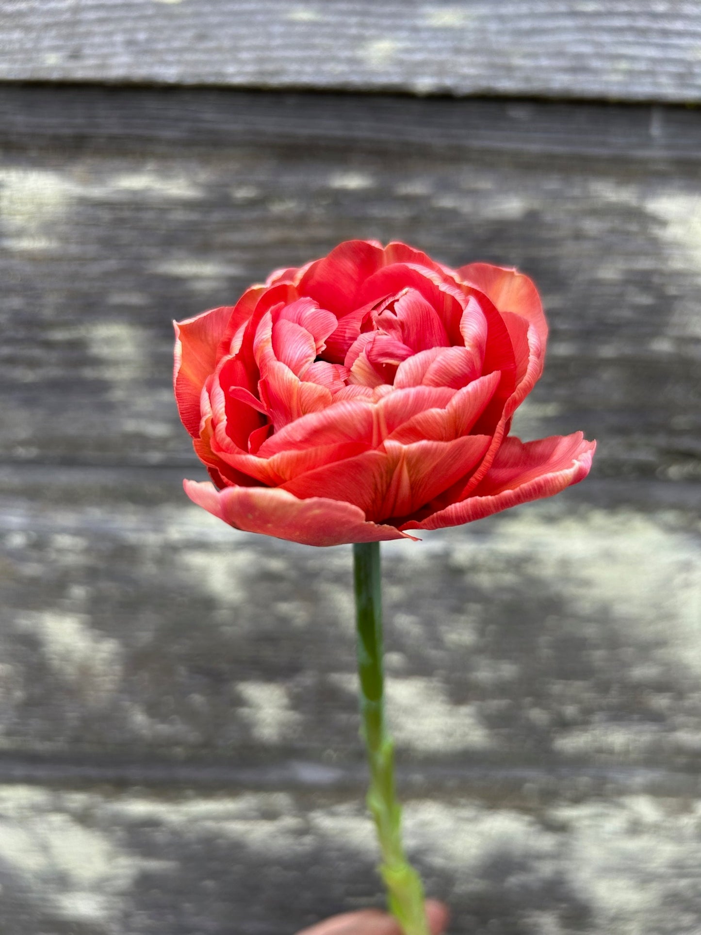 Tulip - Copper Image