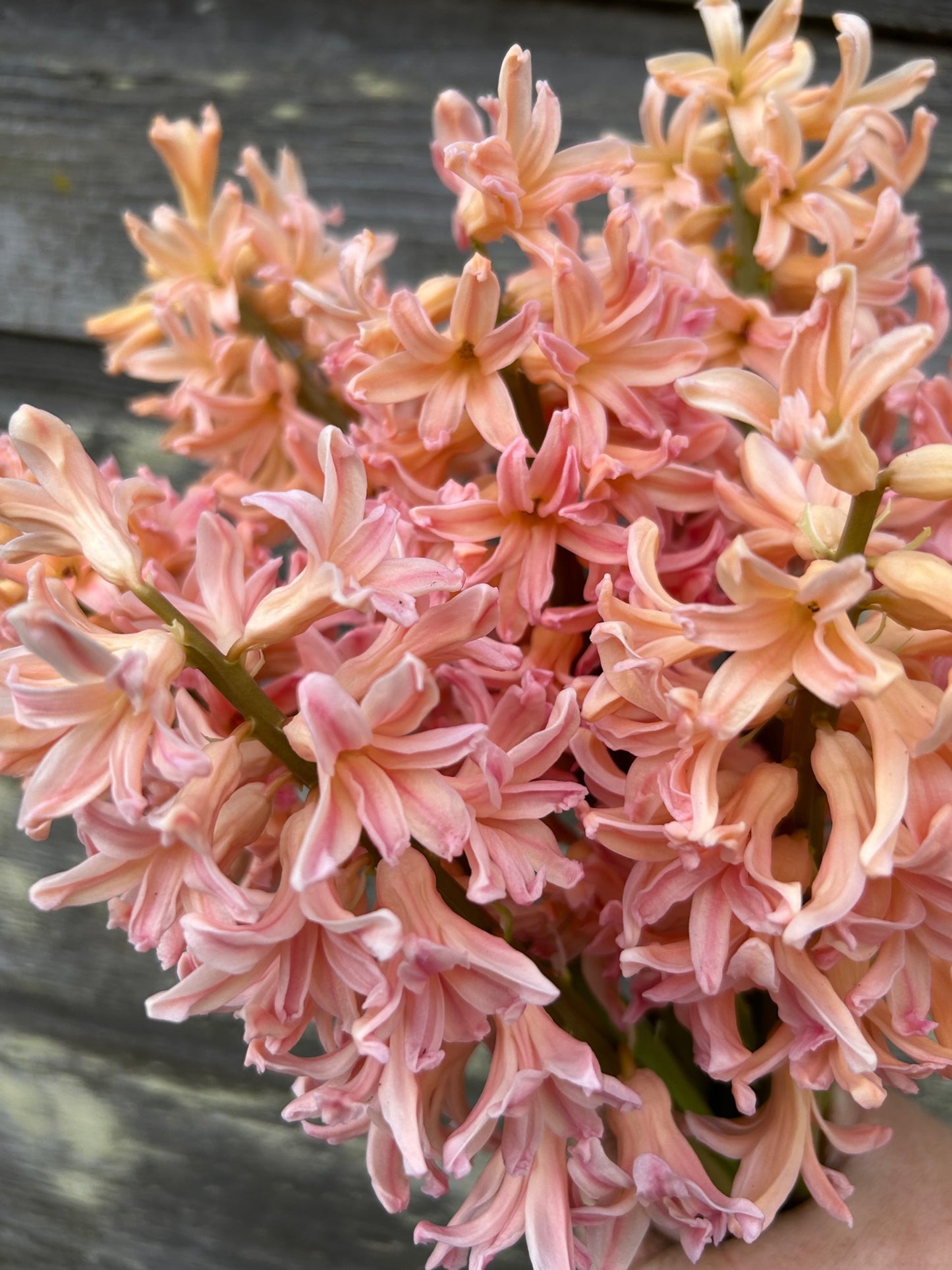 Hyacinth - Gipsy Queen