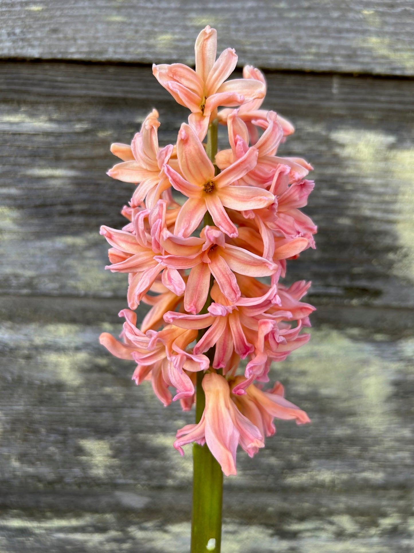 Hyacinth - Gipsy Queen