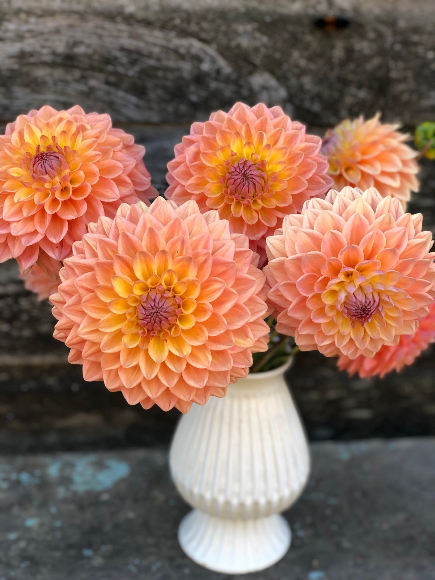 Dikara Jodie - LIMIT 1