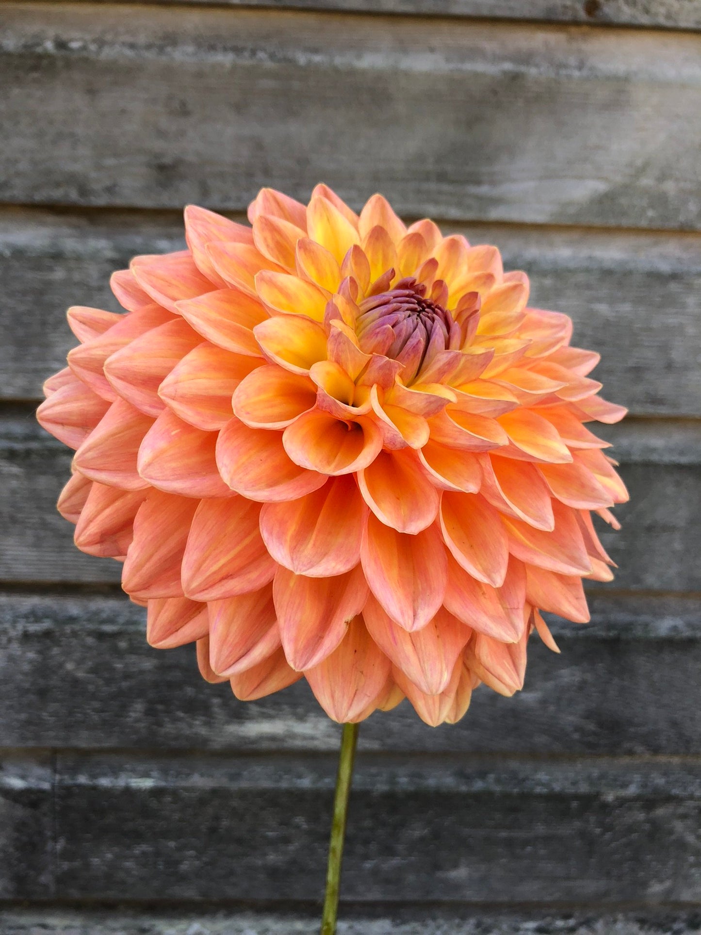 Dikara Jodie - LIMIT 1