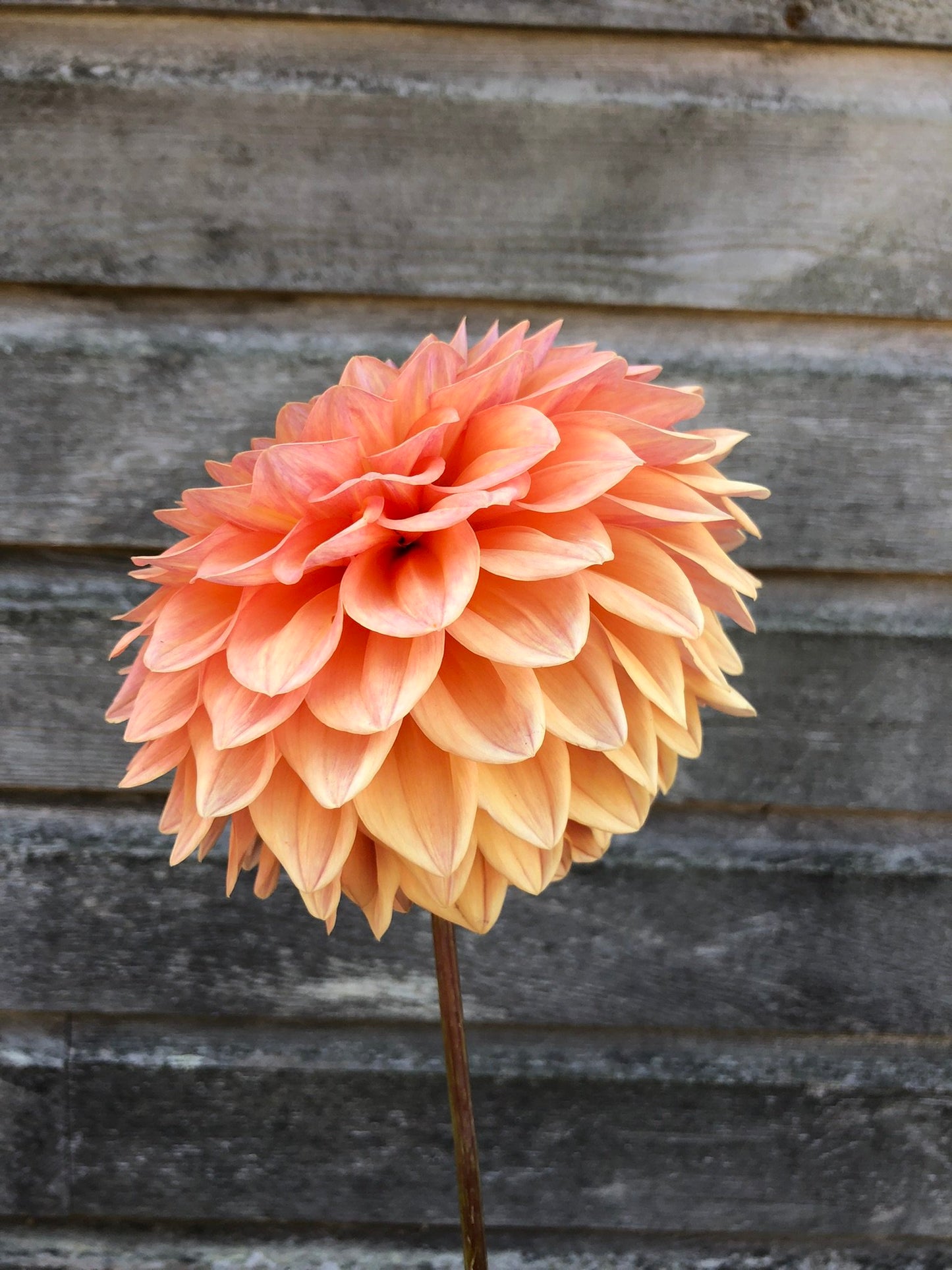 Dikara Jodie - LIMIT 1