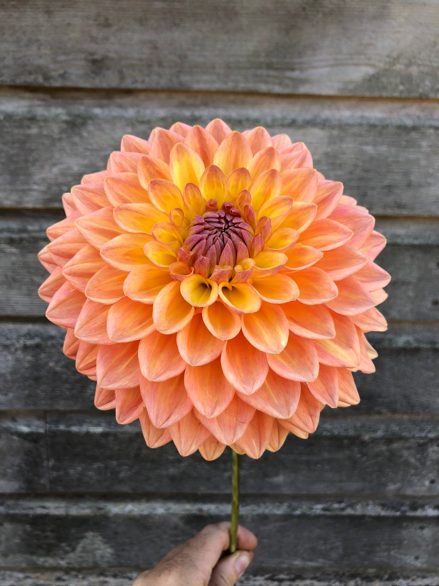 Dikara Jodie - LIMIT 1