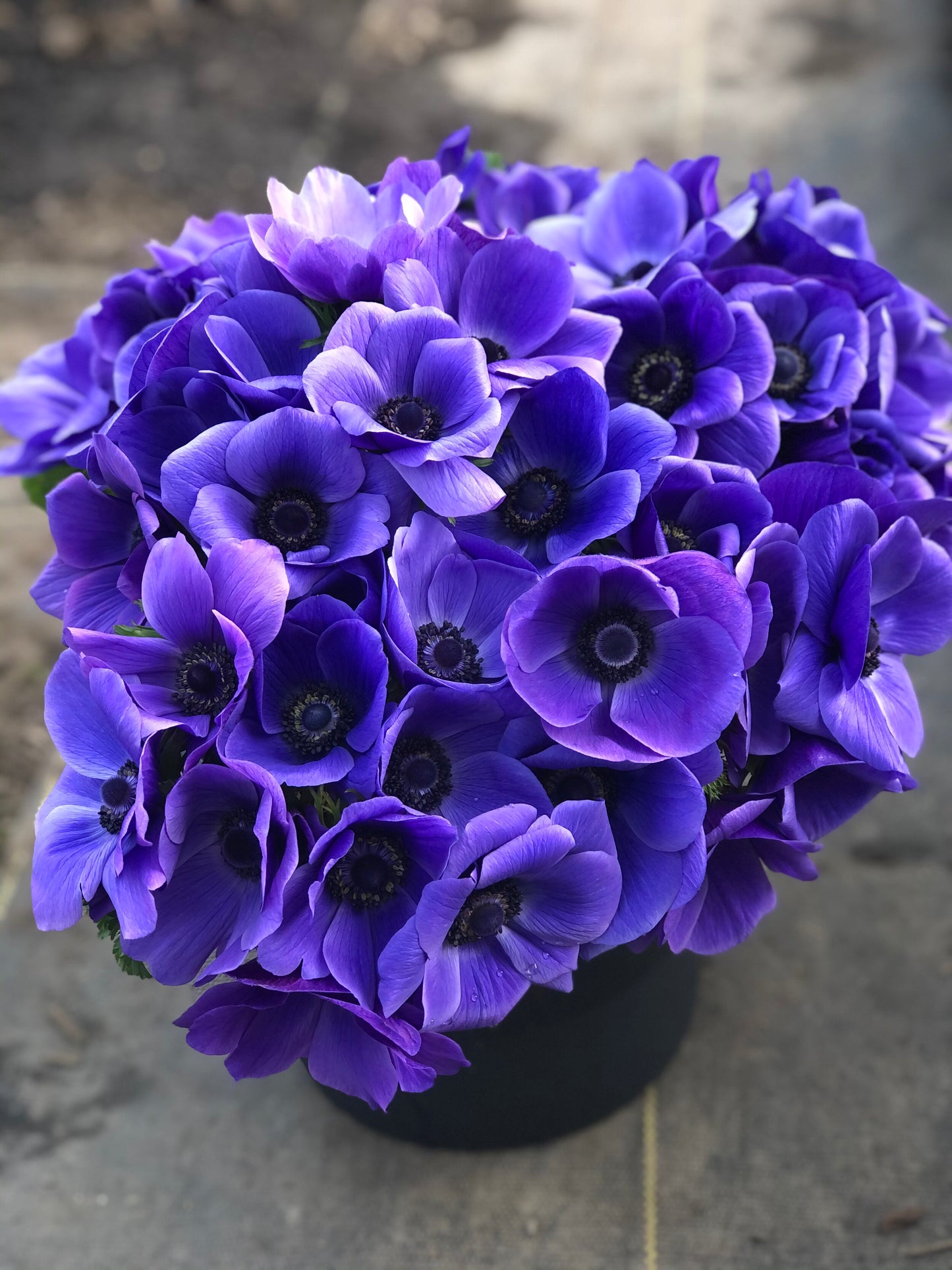 Anemone Blue