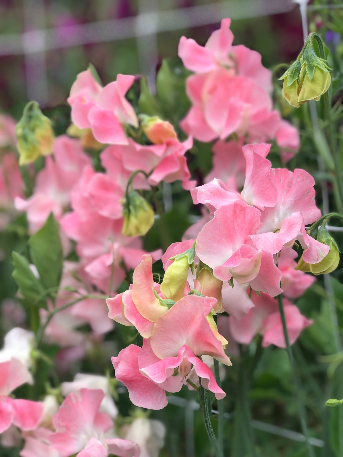 Sweet Pea - John Gray