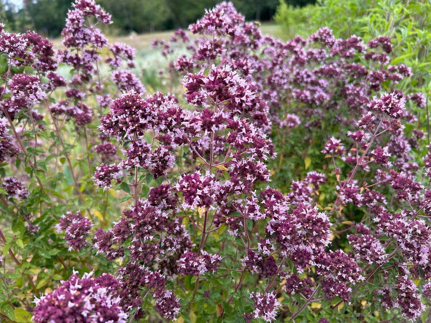 Oregano