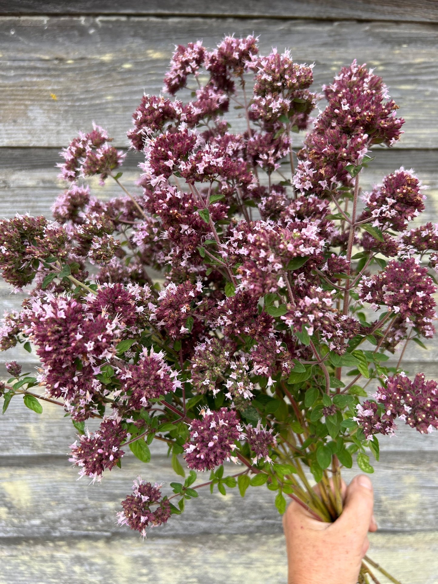 Oregano