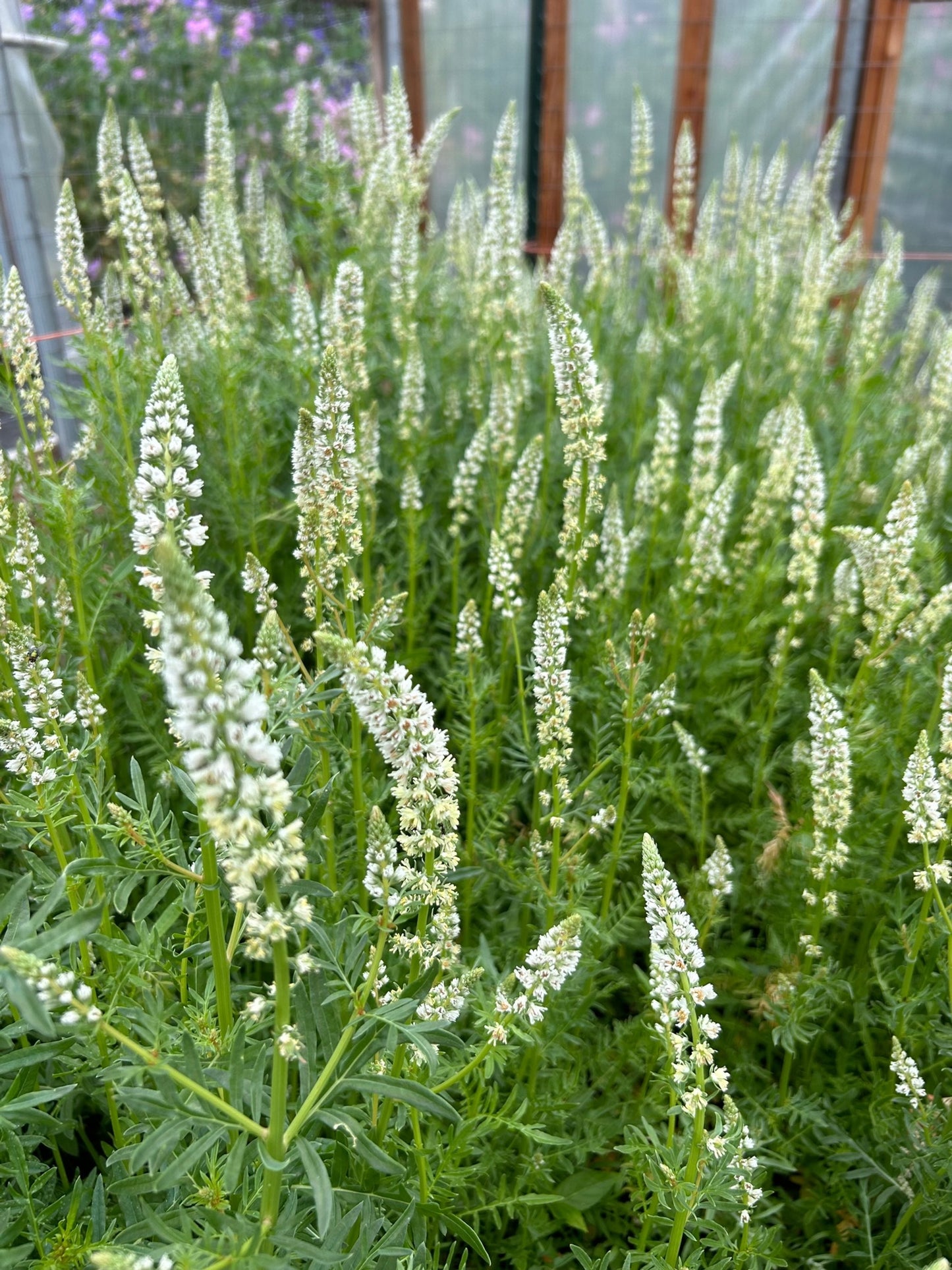 Mignonette - White Mignonette
