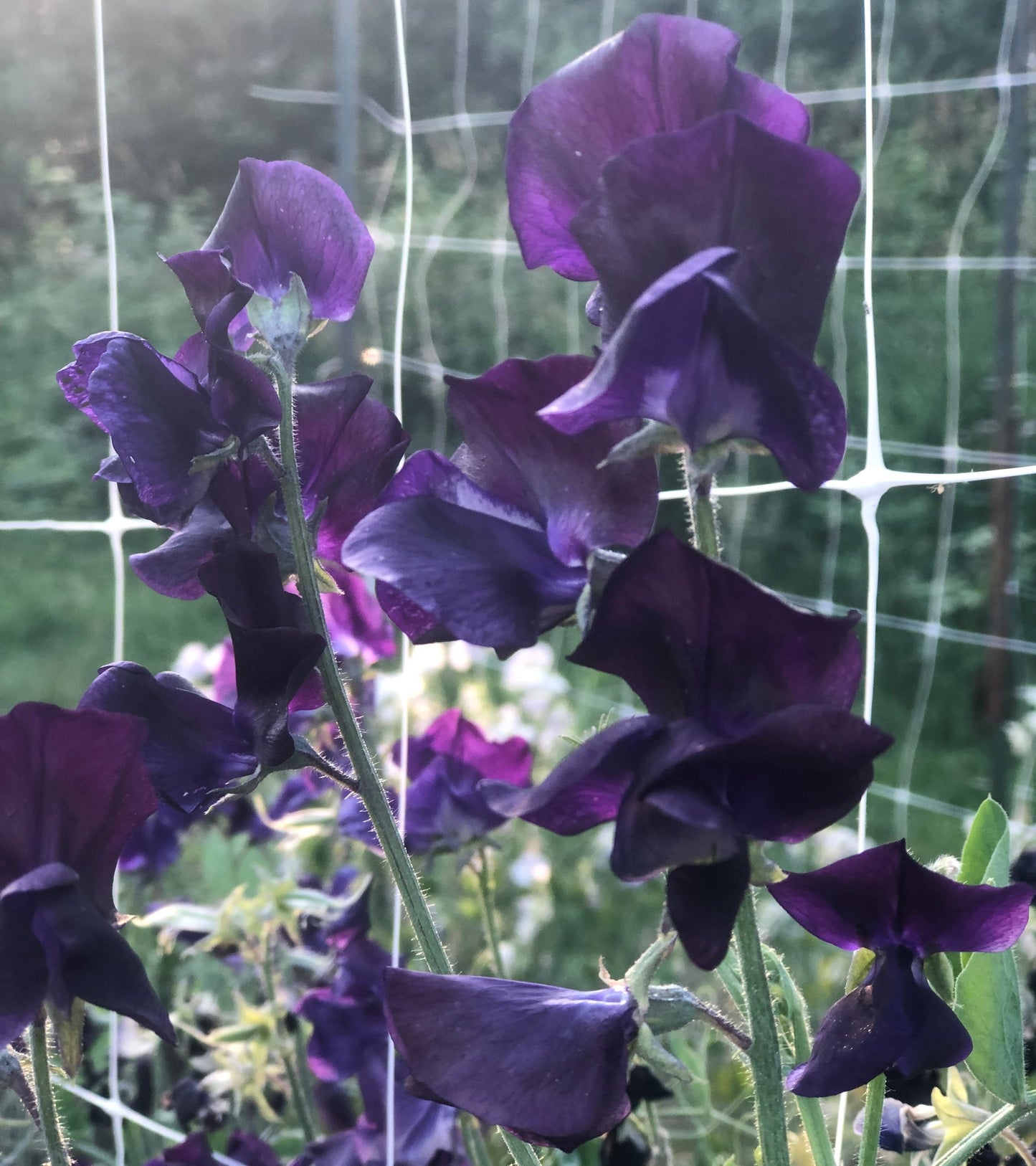 Sweet Pea - Mammoth Navy