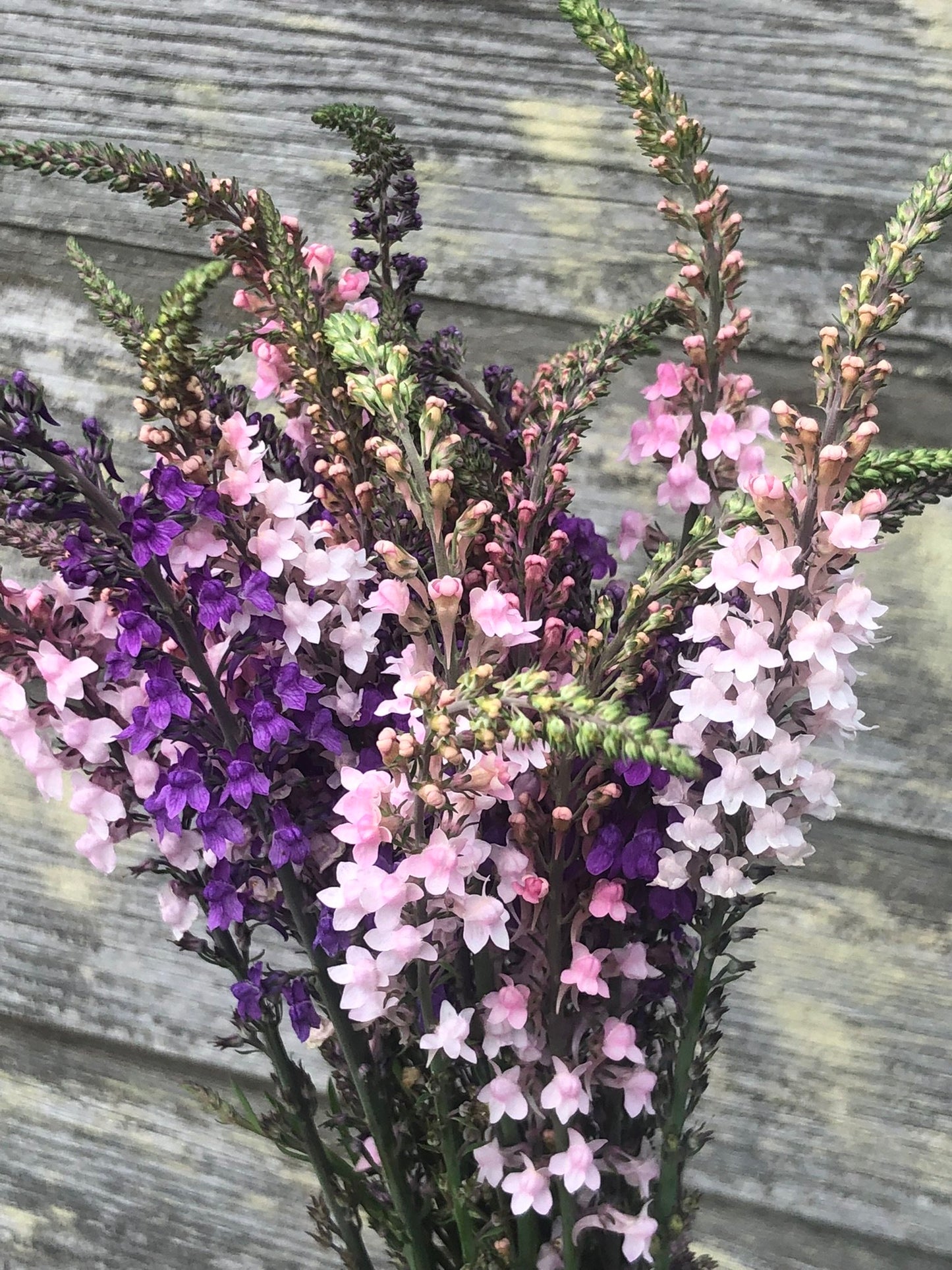 Linaria purpurea mix