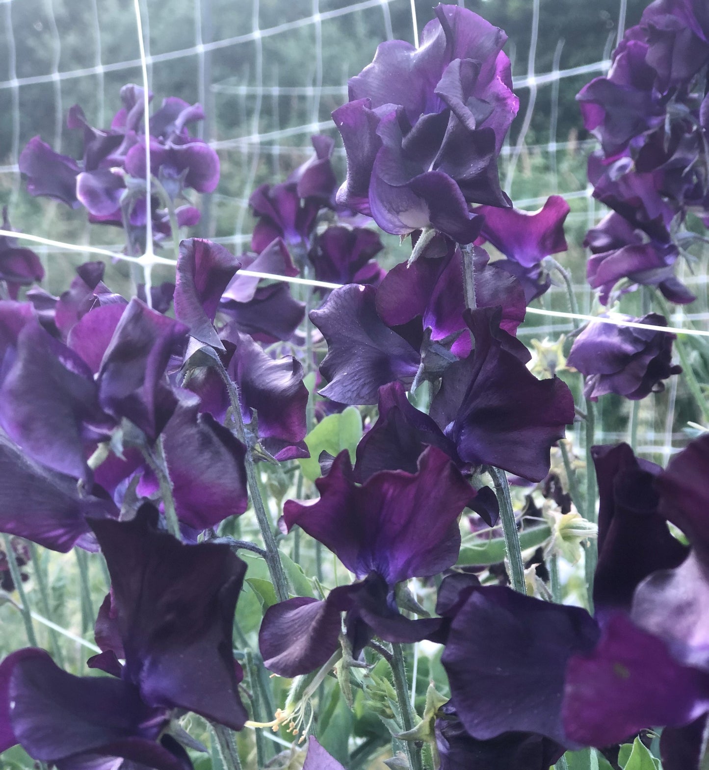 Sweet Pea - Just Jenny