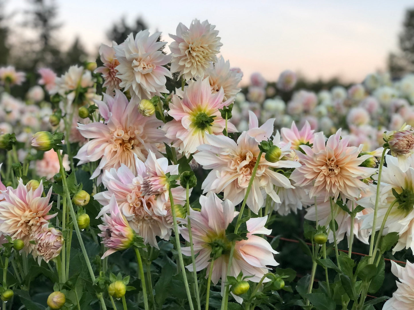 Dahlia's 101 Workshop