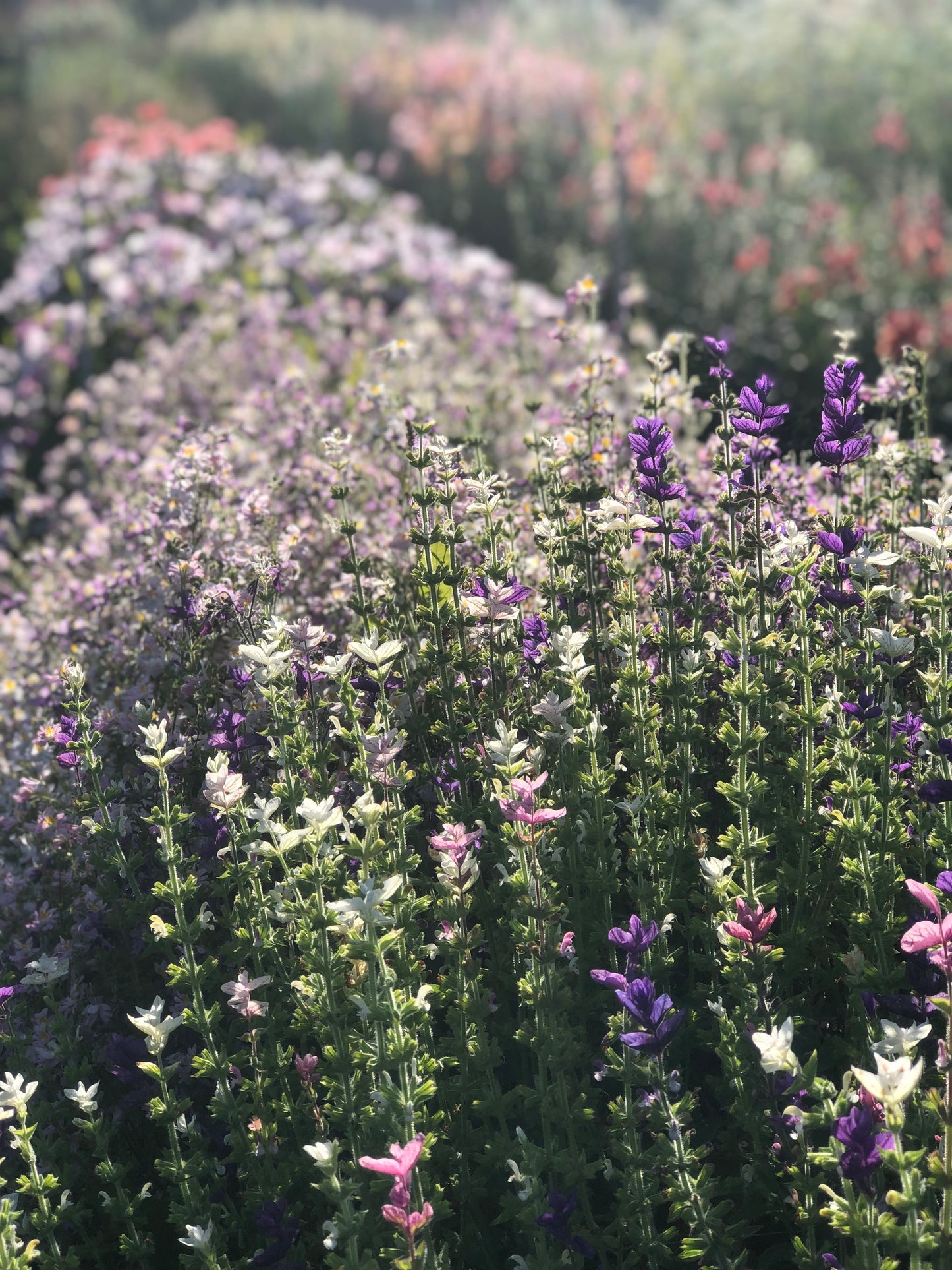 Clary Sage - Mix