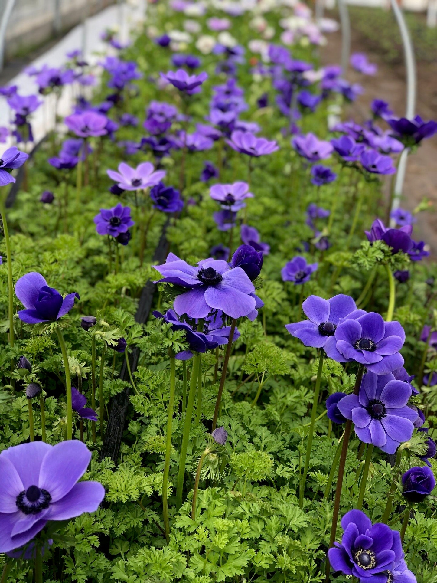 Anemone Blue
