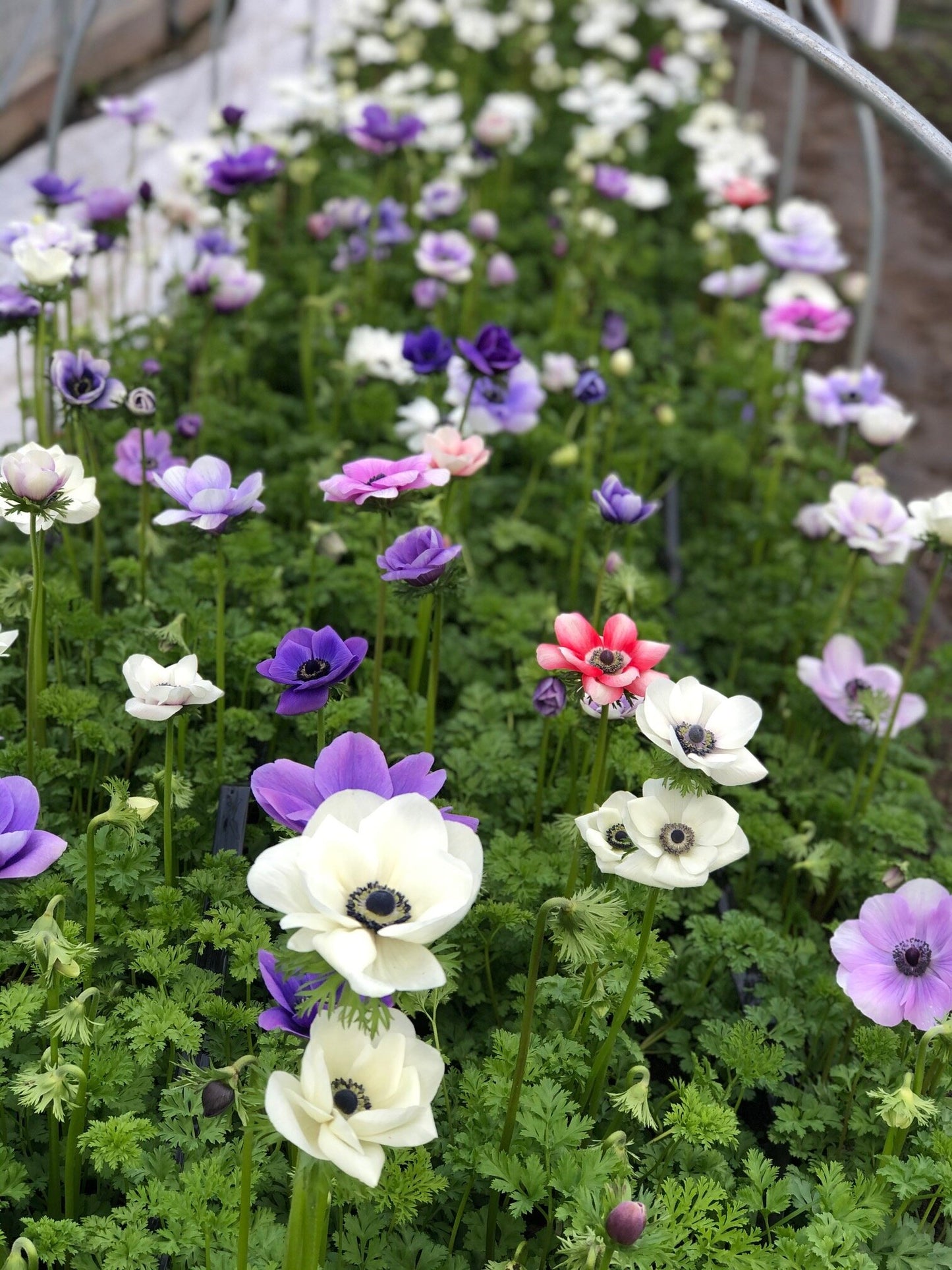 Anemone Pastel Mix