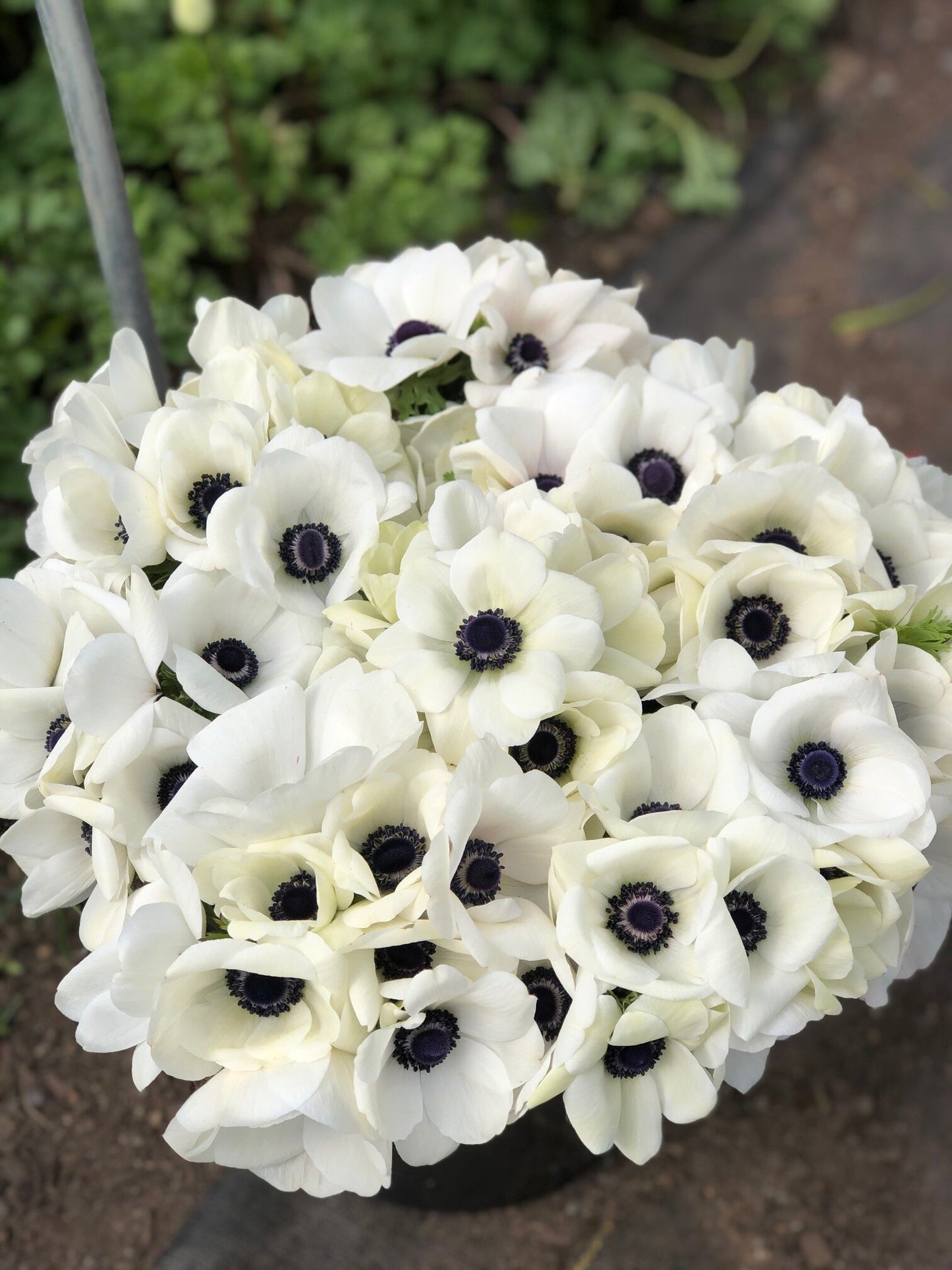 Anemone White