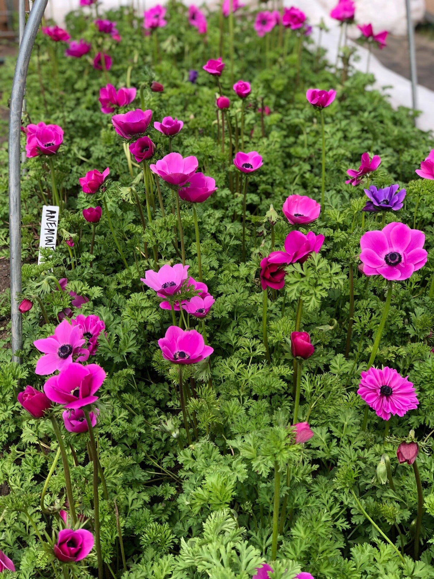 Anemone Pink