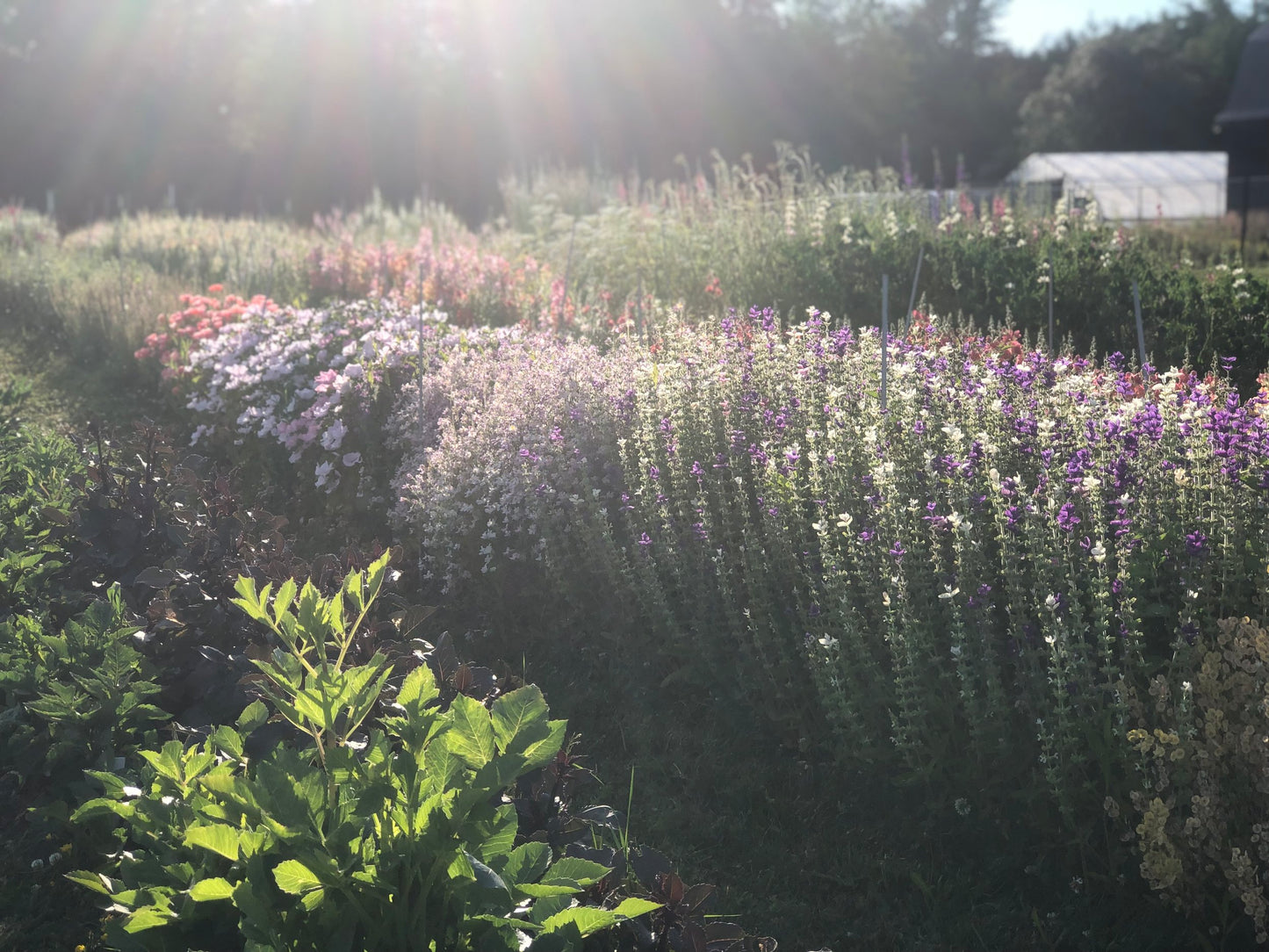 Clary Sage - Mix