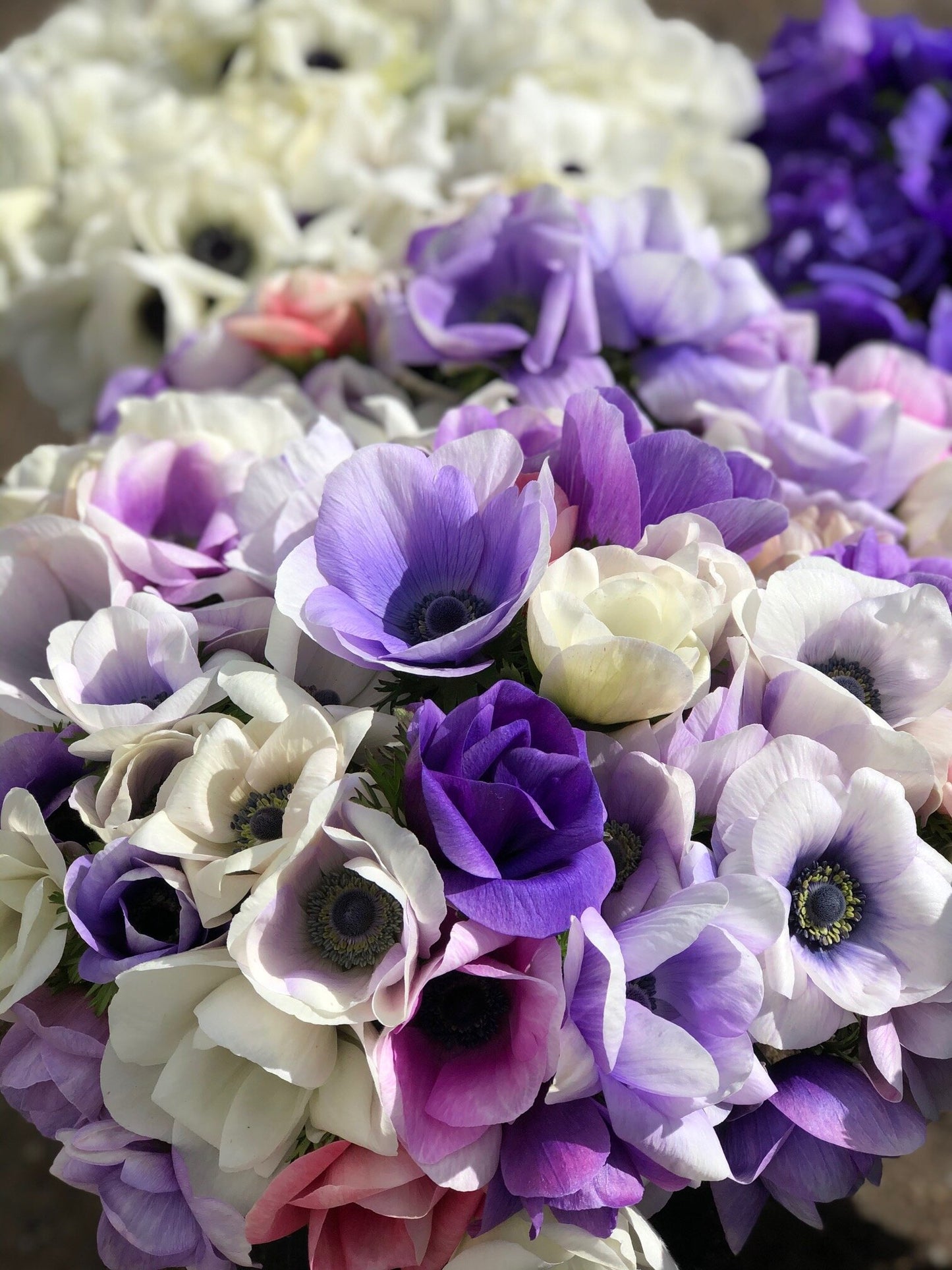 Anemone Pastel Mix