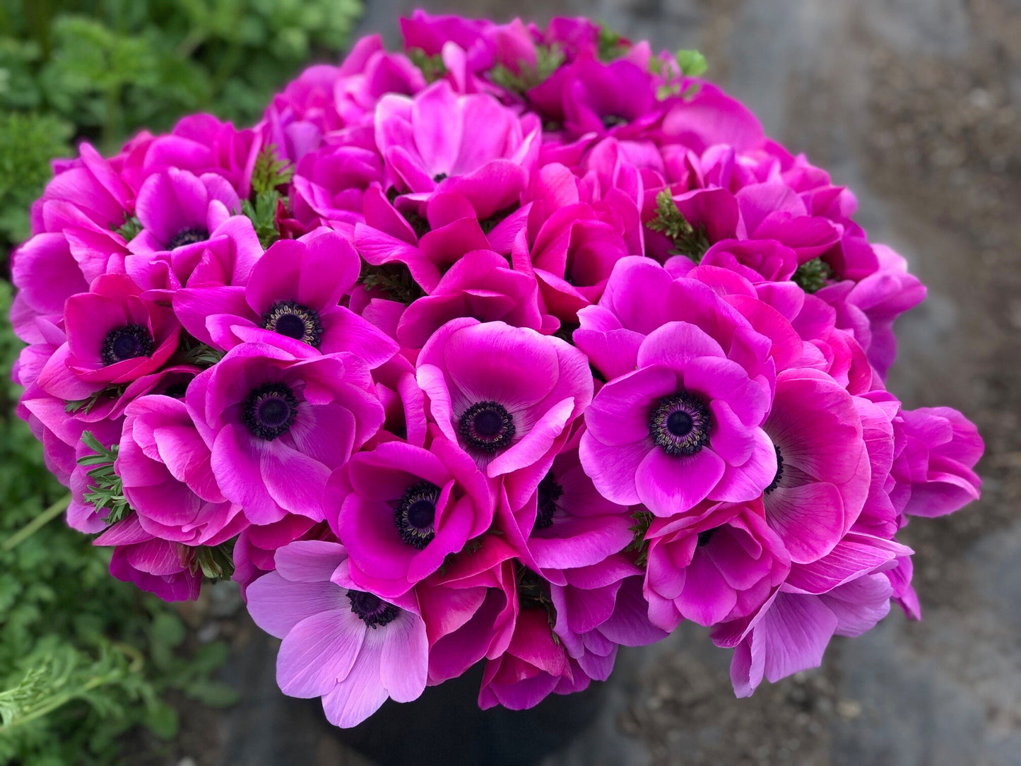 Anemone Pink