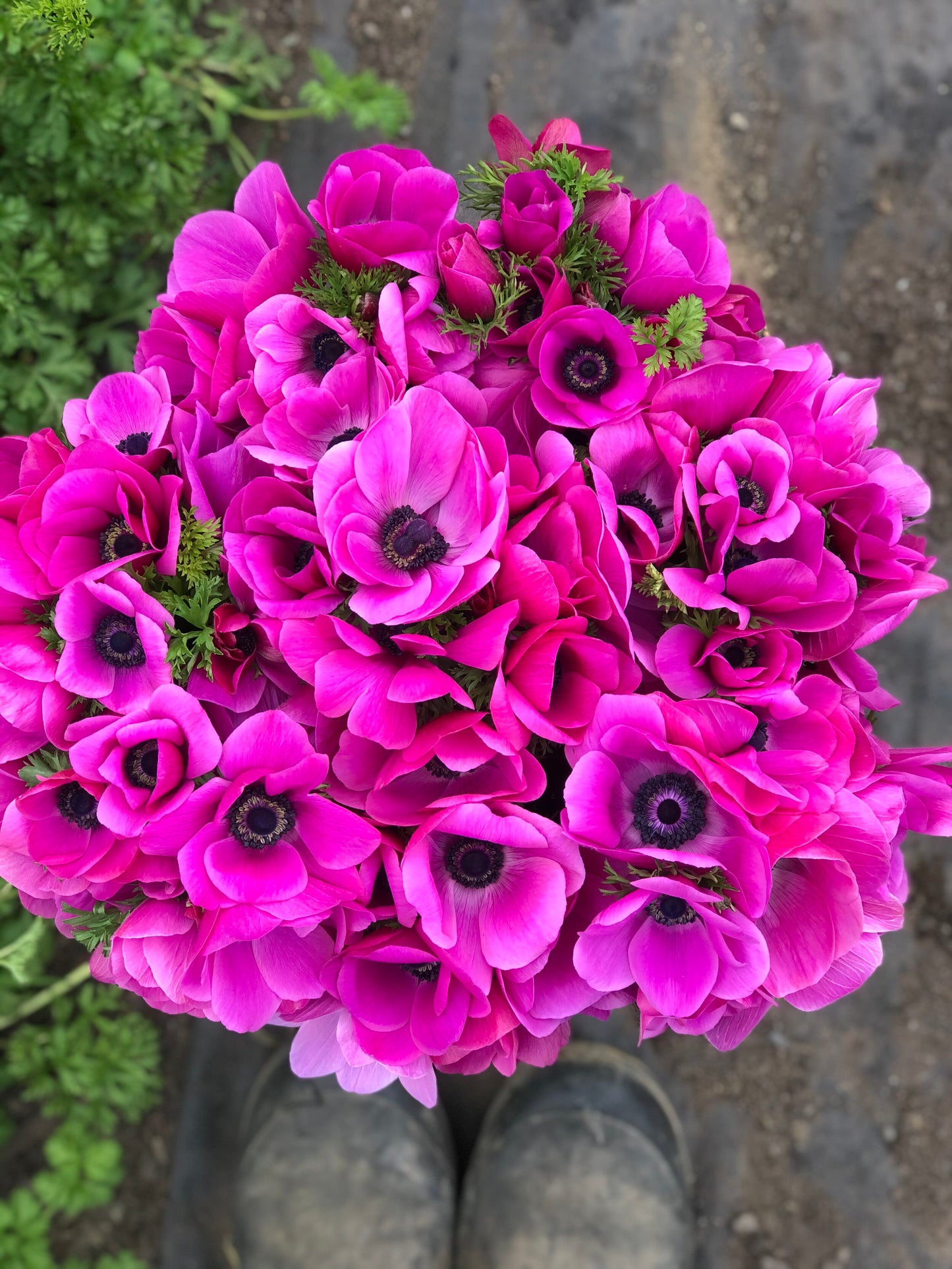 Anemone Pink