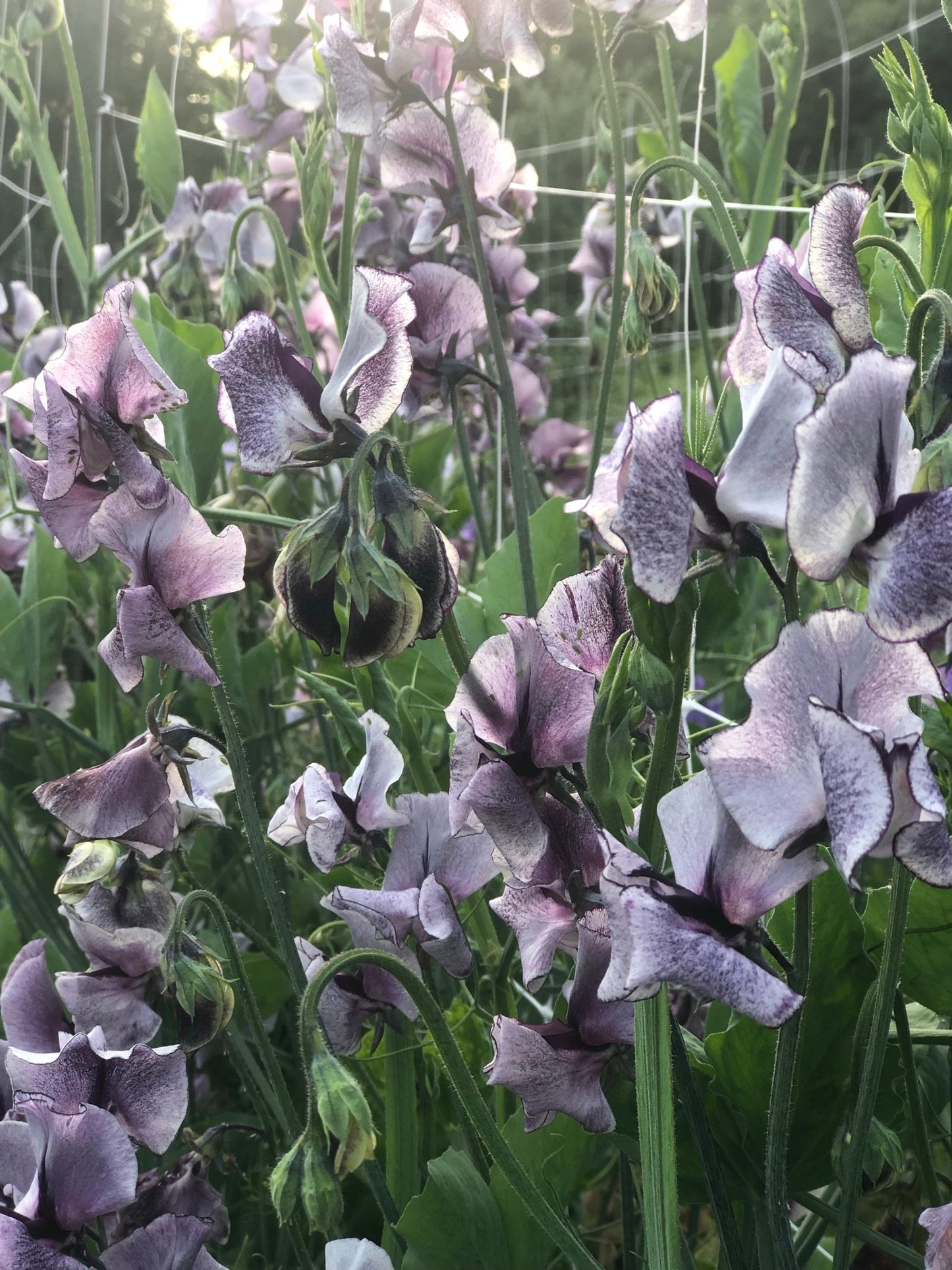 Sweet Pea - Nimbus