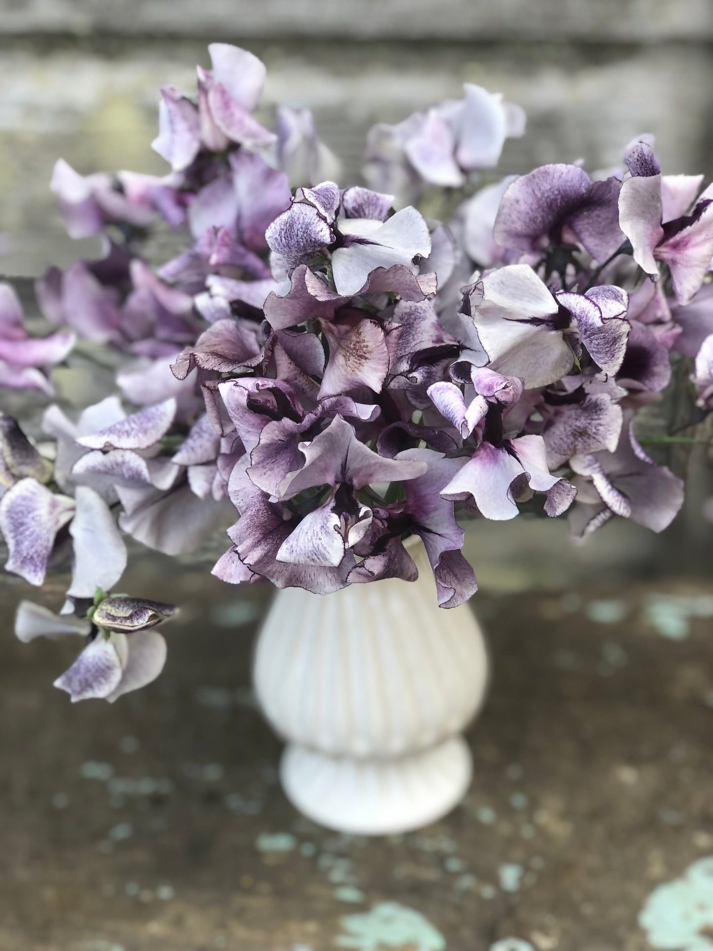 Sweet Pea - Nimbus