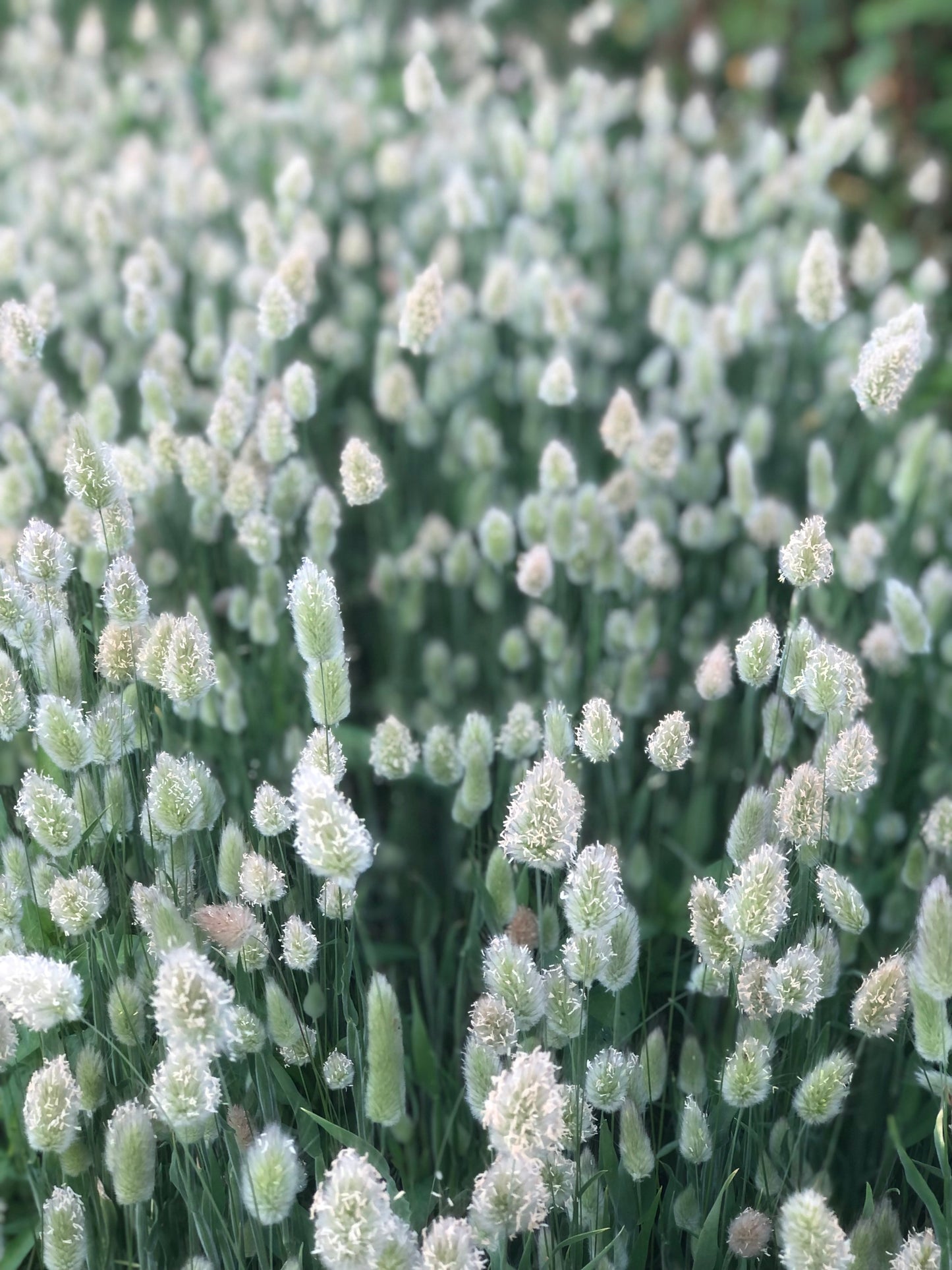 Bunny Tails