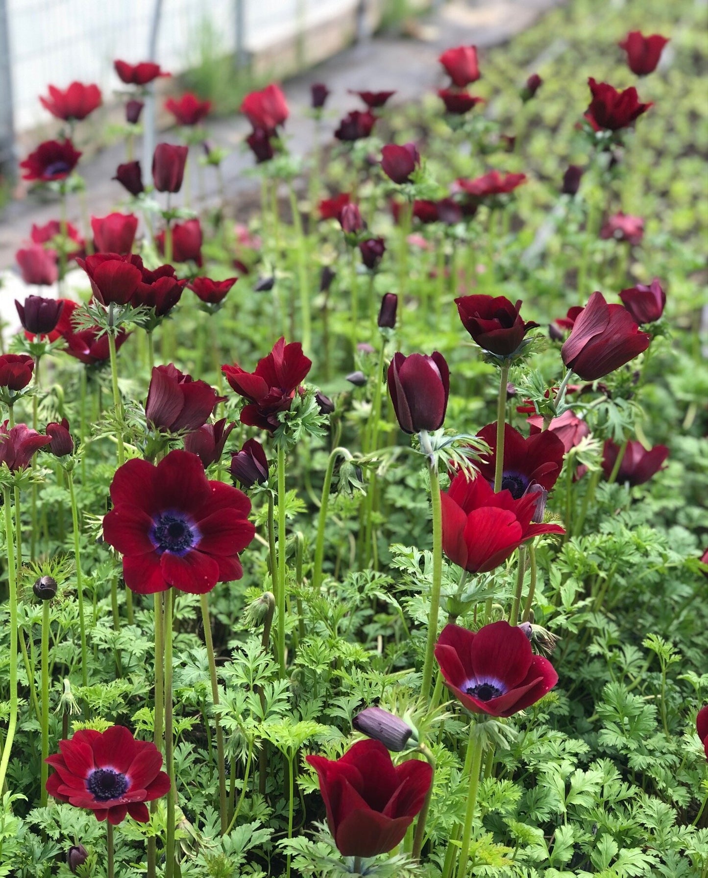 Anemone Bordeaux