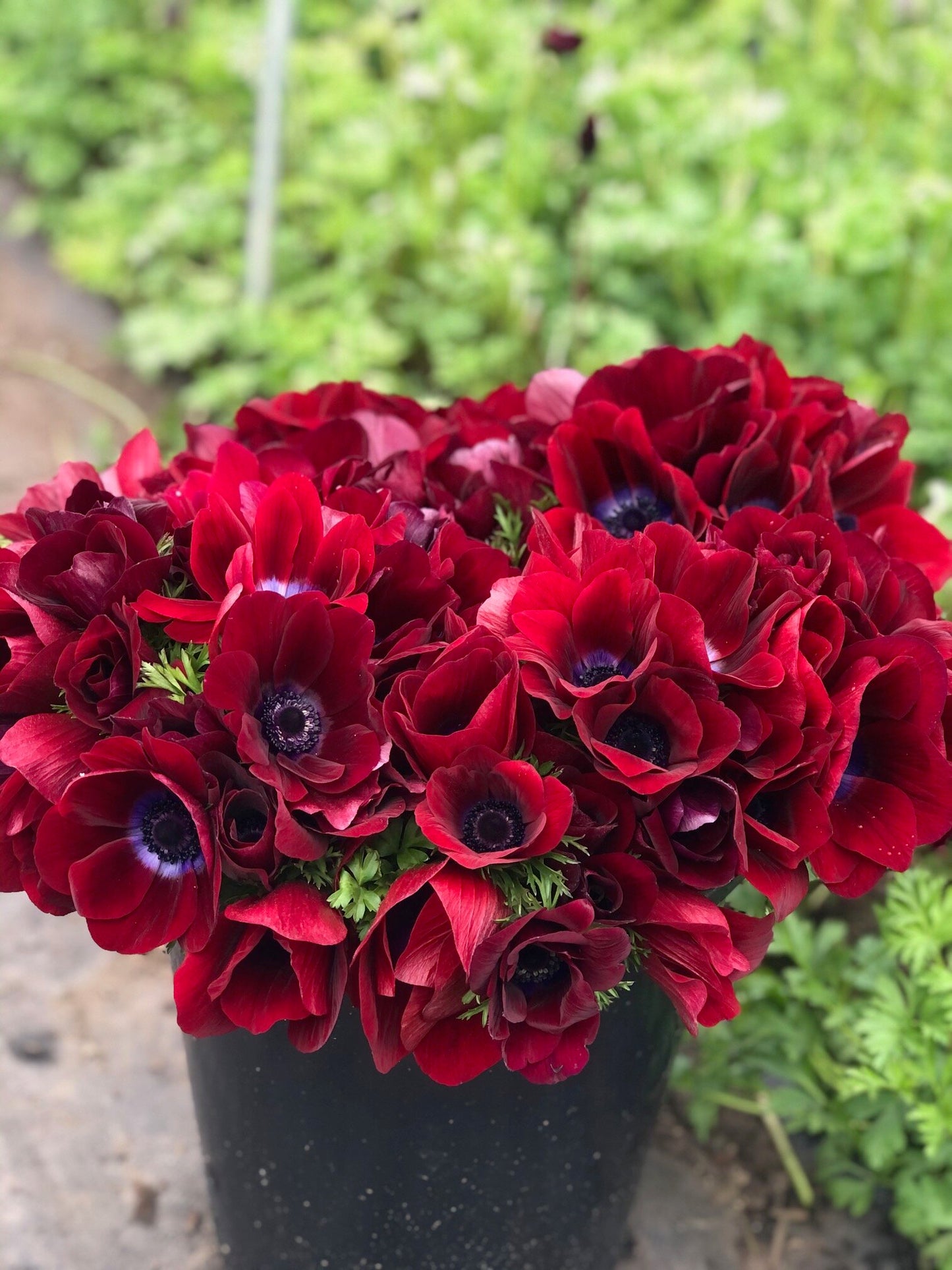 Anemone Bordeaux