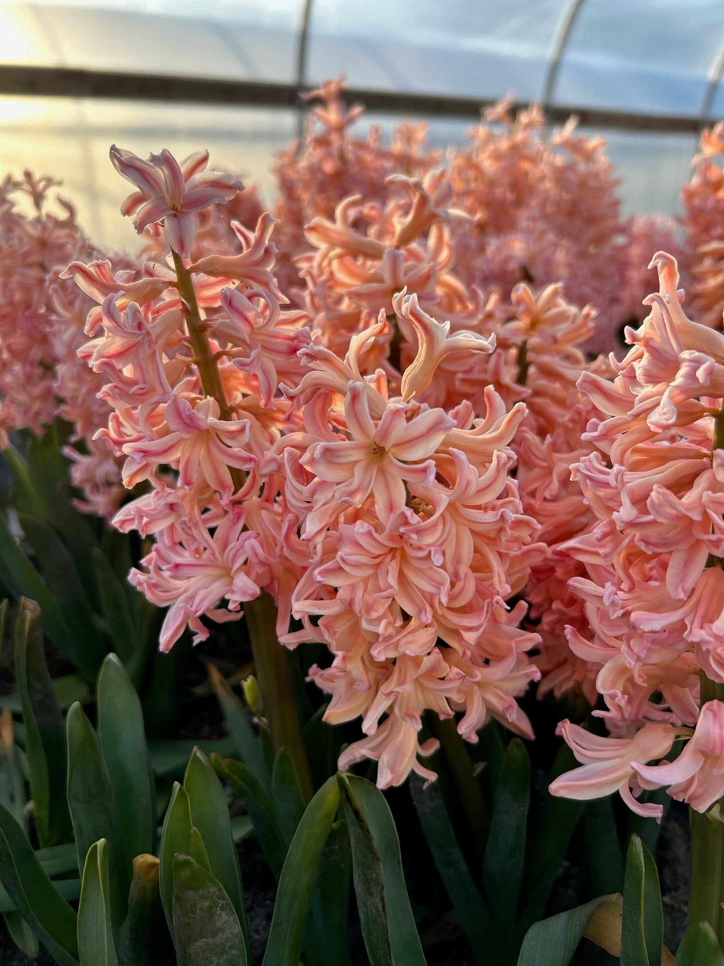 Hyacinth - Gipsy Queen