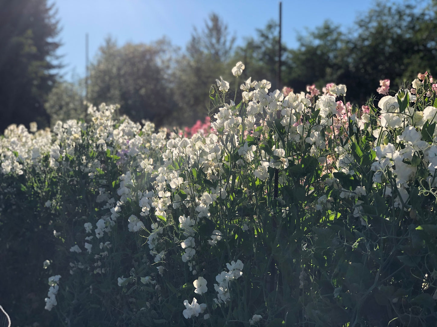Sweet Pea - White Frills