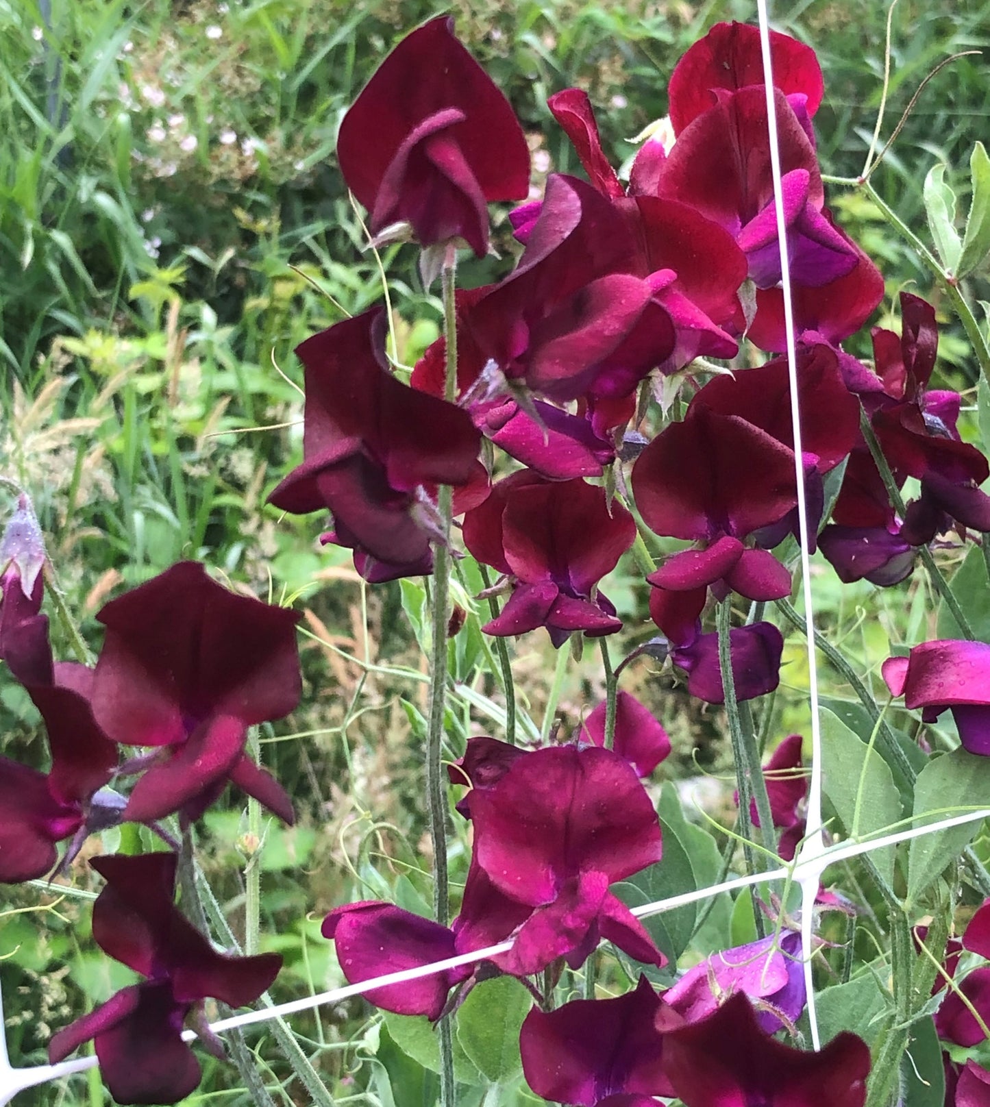 Sweet Pea - Hannah Dale