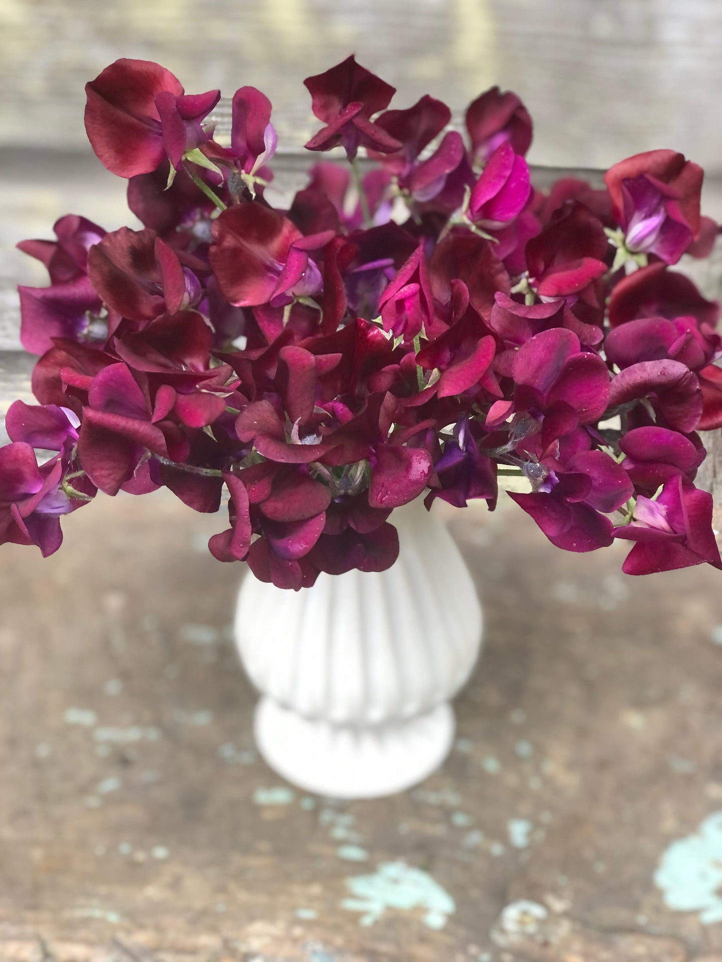 Sweet Pea - Hannah Dale