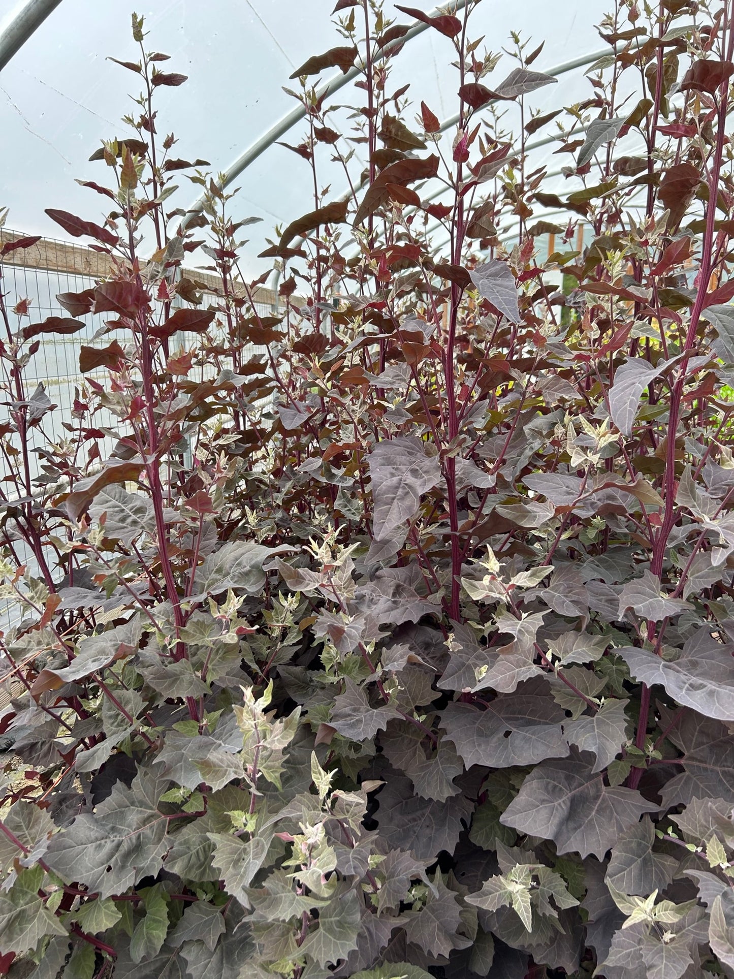 Orach - Copper Plume