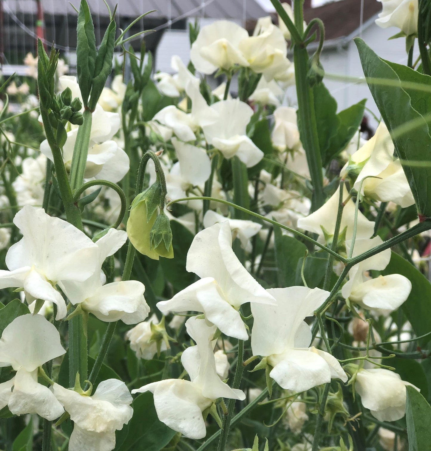 Sweet Pea - Clotted Cream