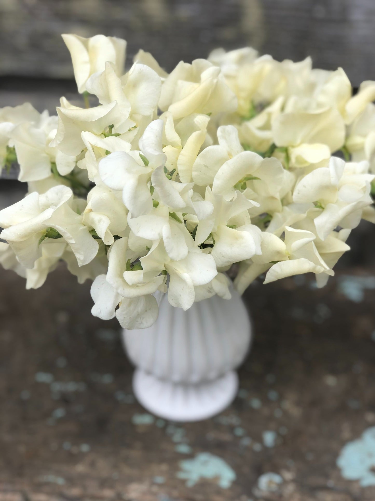 Sweet Pea - Clotted Cream