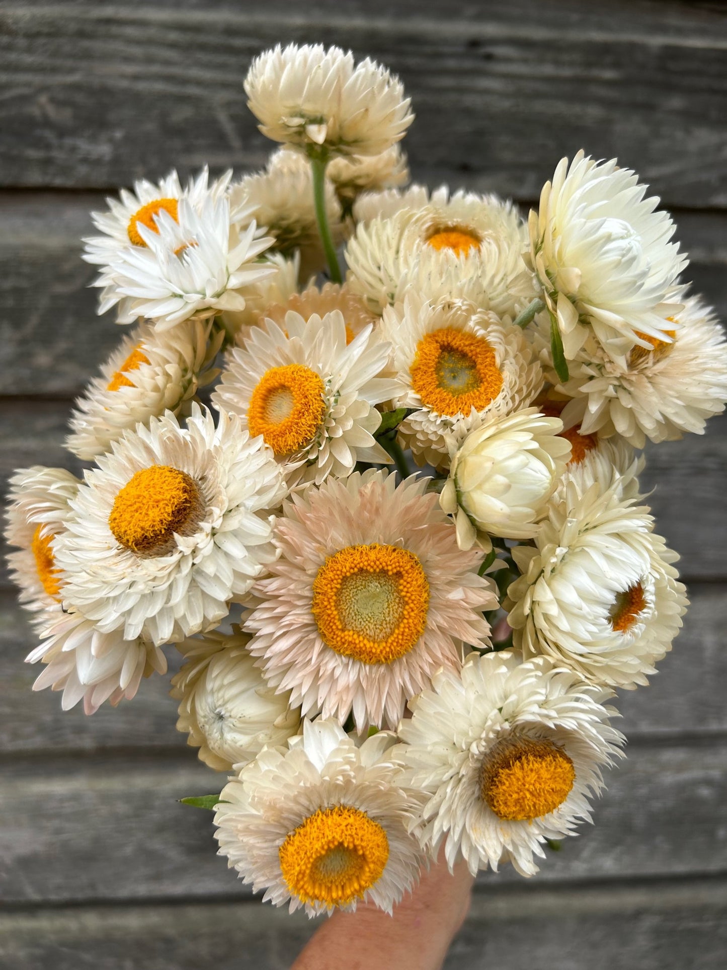 Strawflower - Vintage White