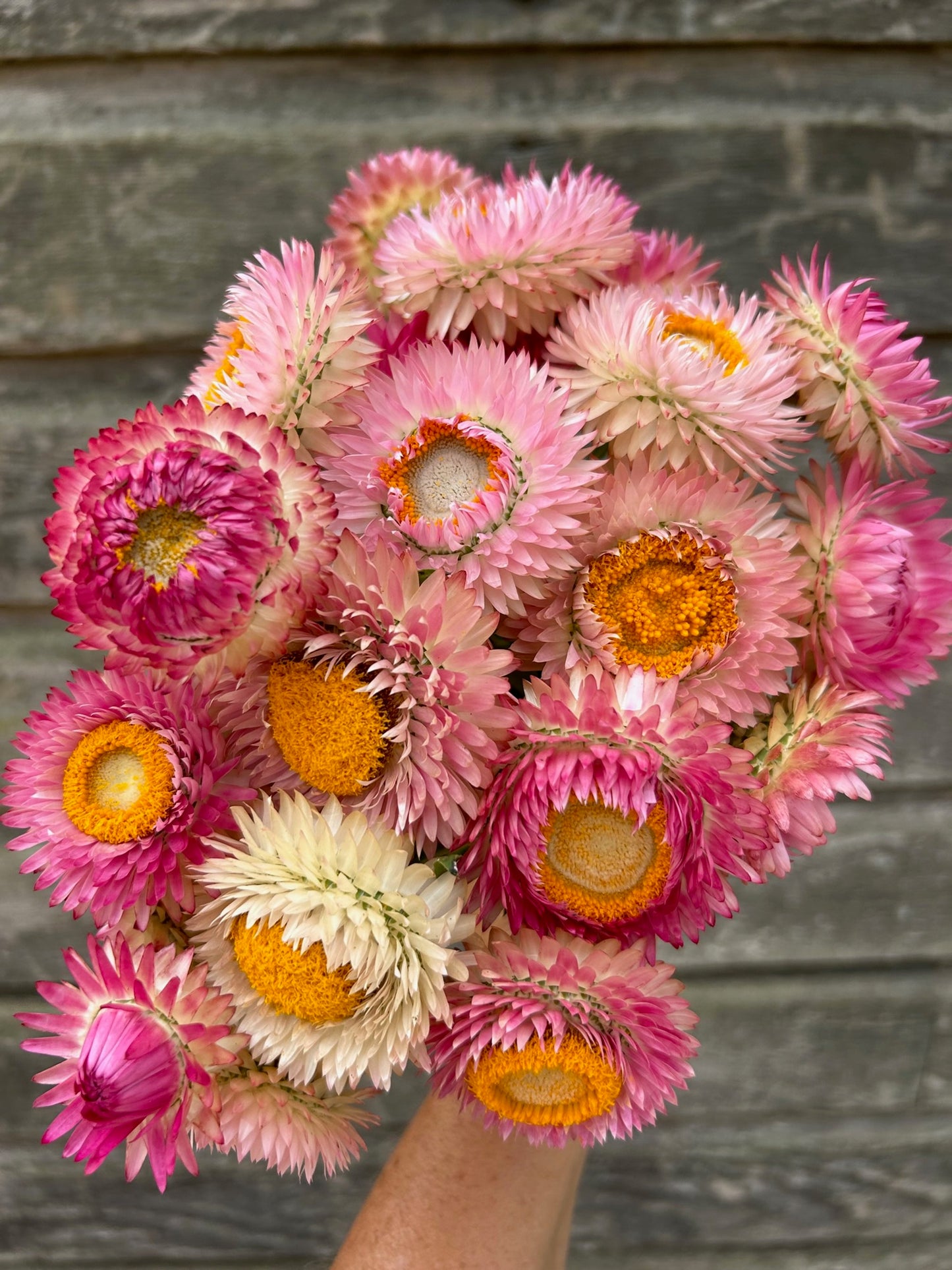 Strawflower - Silvery Rose