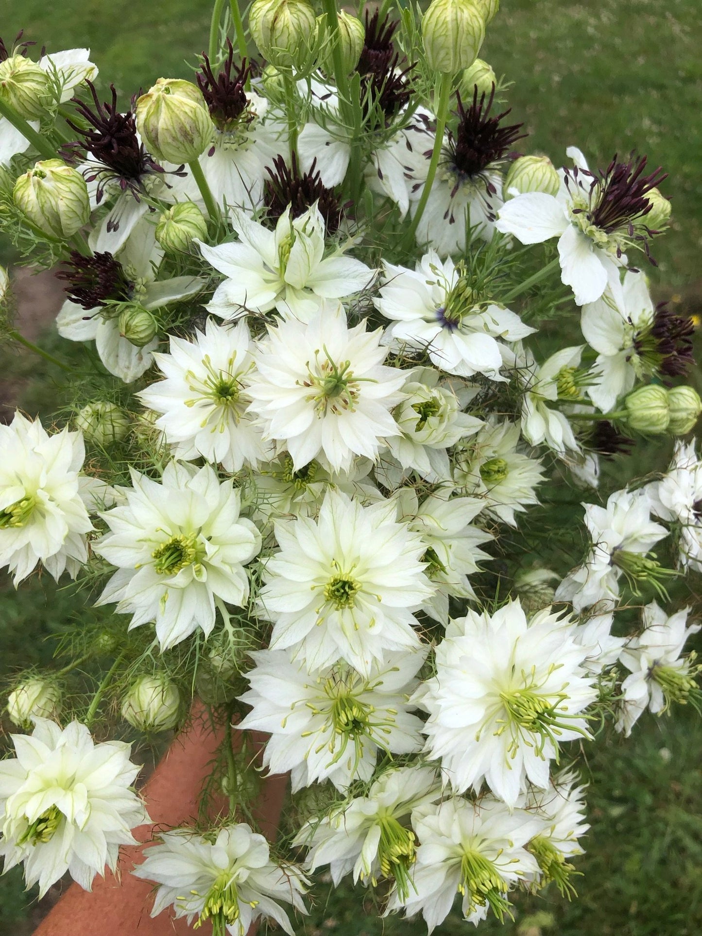 Nigella - Albion Green Pod