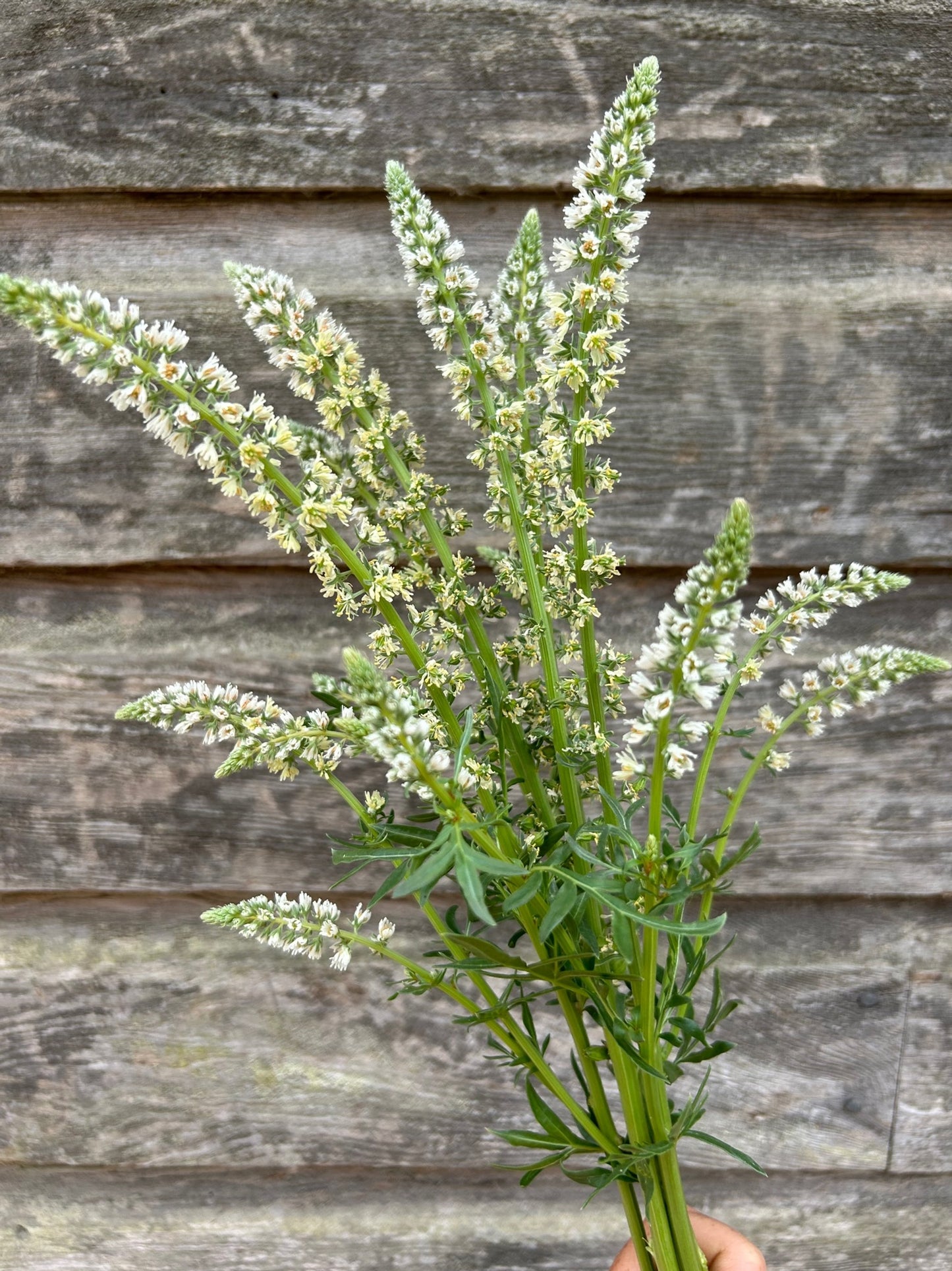 Mignonette - White Mignonette