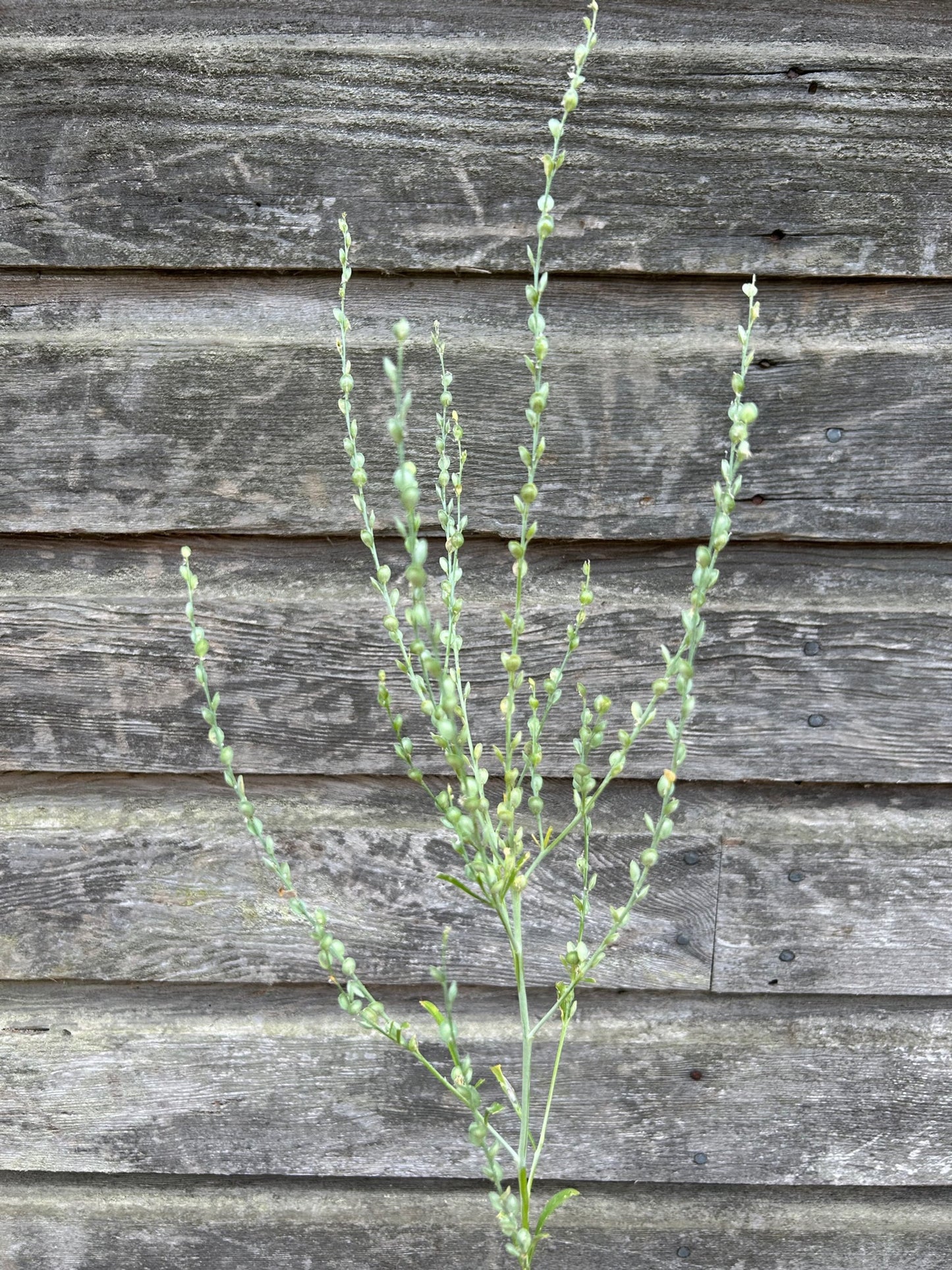Cress - Persian Cress