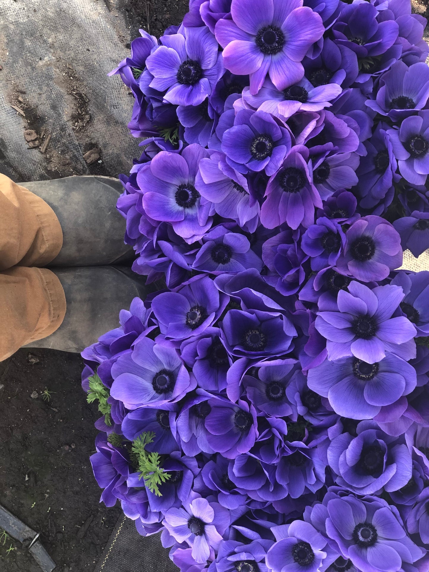 Anemone Blue