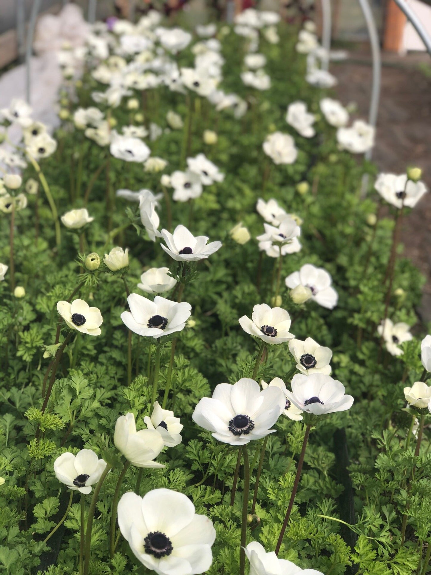 Anemone White